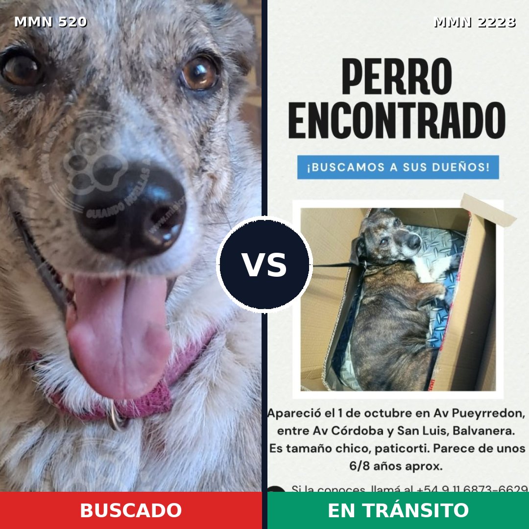 Comparativa MMS 66566: mascota perdida y mascota encontrada, 40% de similitud