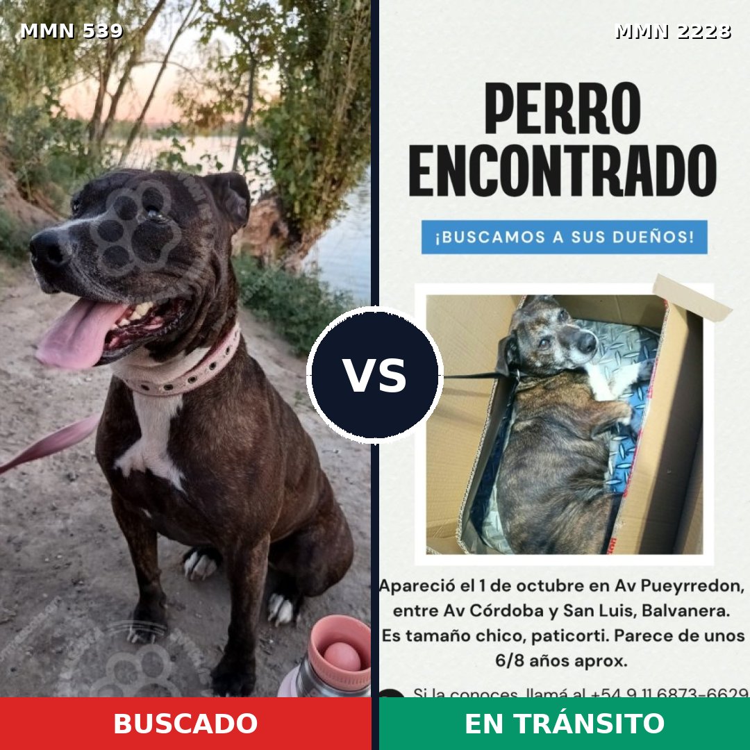 Comparativa MMS 66567: mascota perdida y mascota encontrada, 49% de similitud