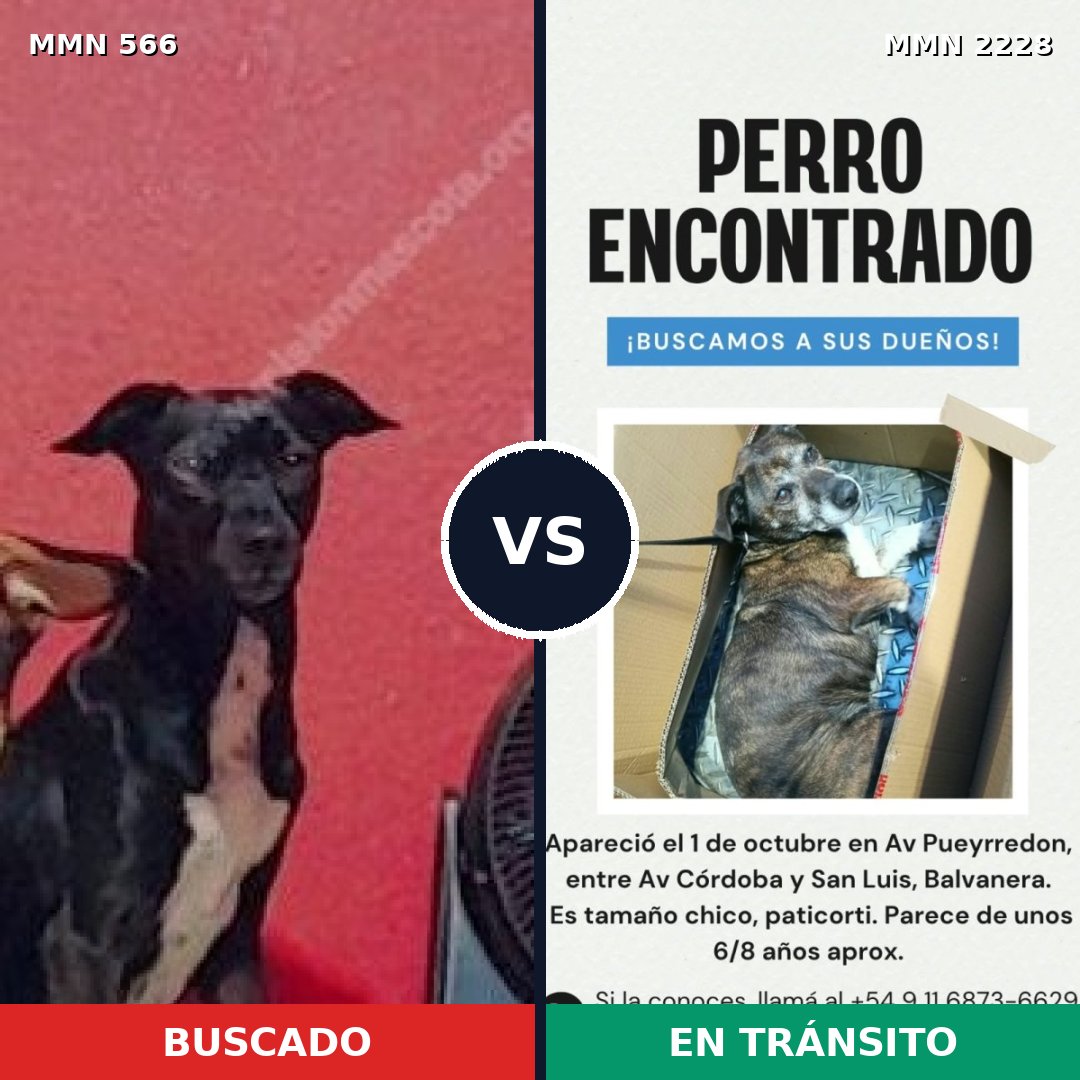 Comparativa MMS 66568: mascota perdida y mascota encontrada, 85% de similitud