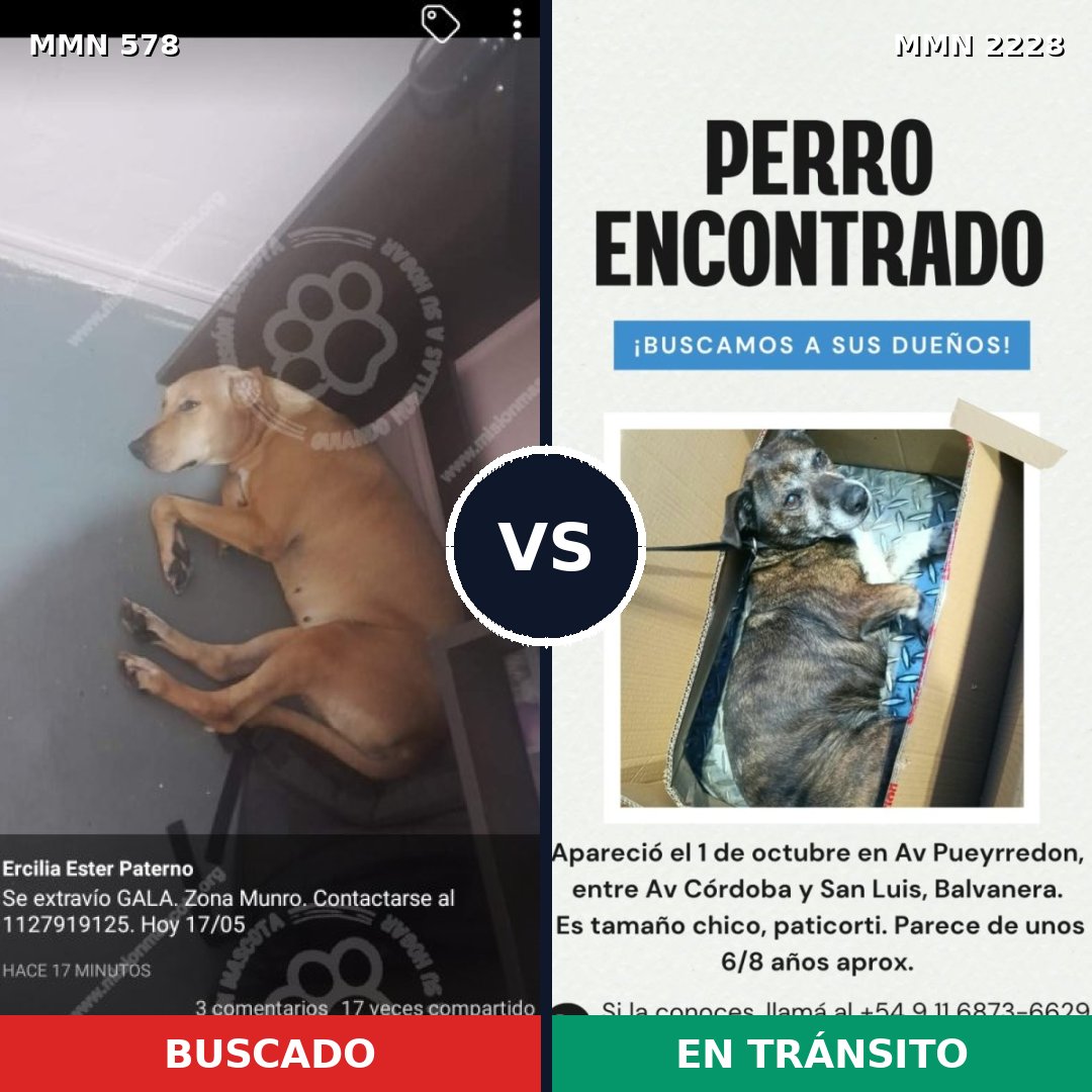 Comparativa MMS 66569: mascota perdida y mascota encontrada, 61% de similitud