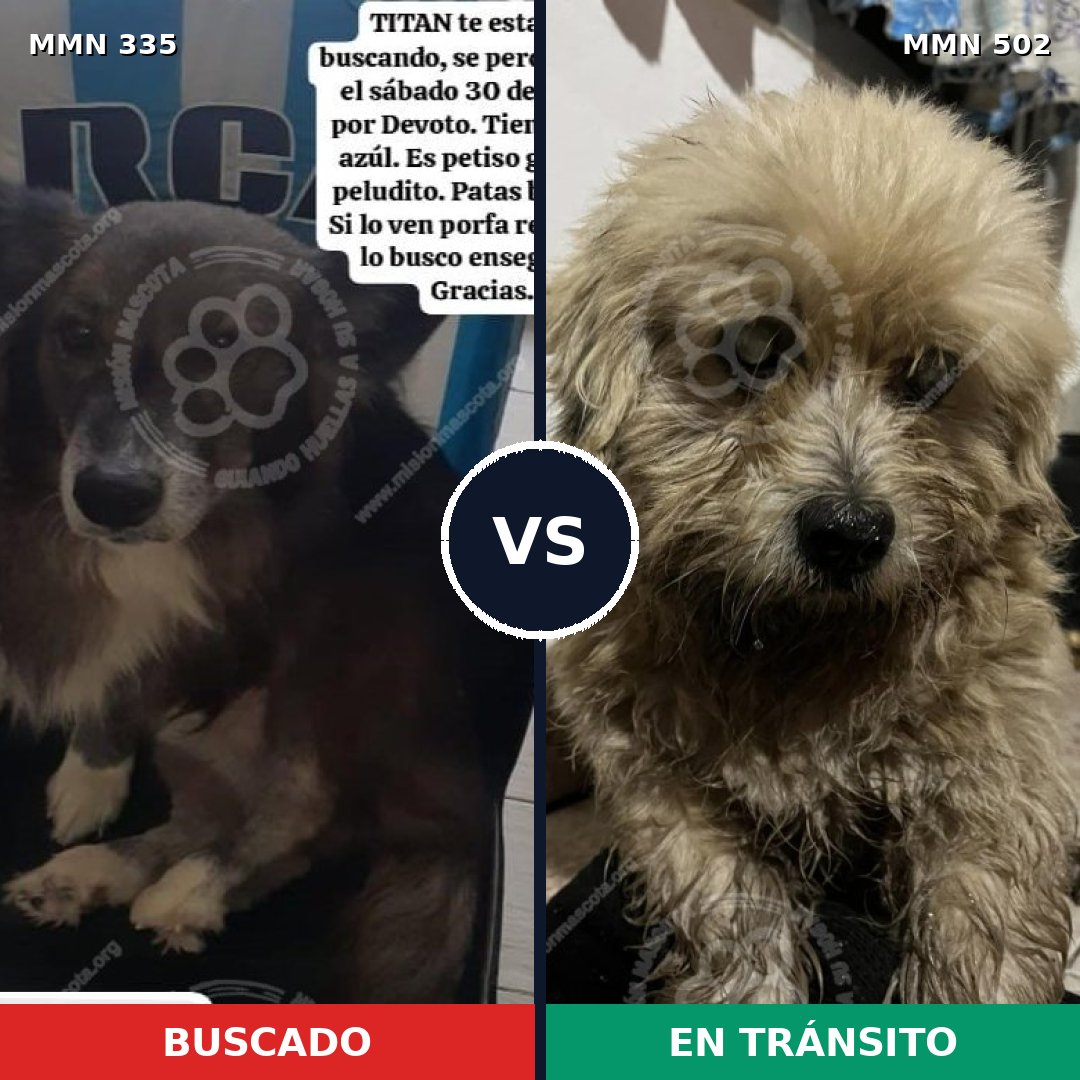 Comparativa MMS 6657: mascota perdida y mascota encontrada, 21% de similitud