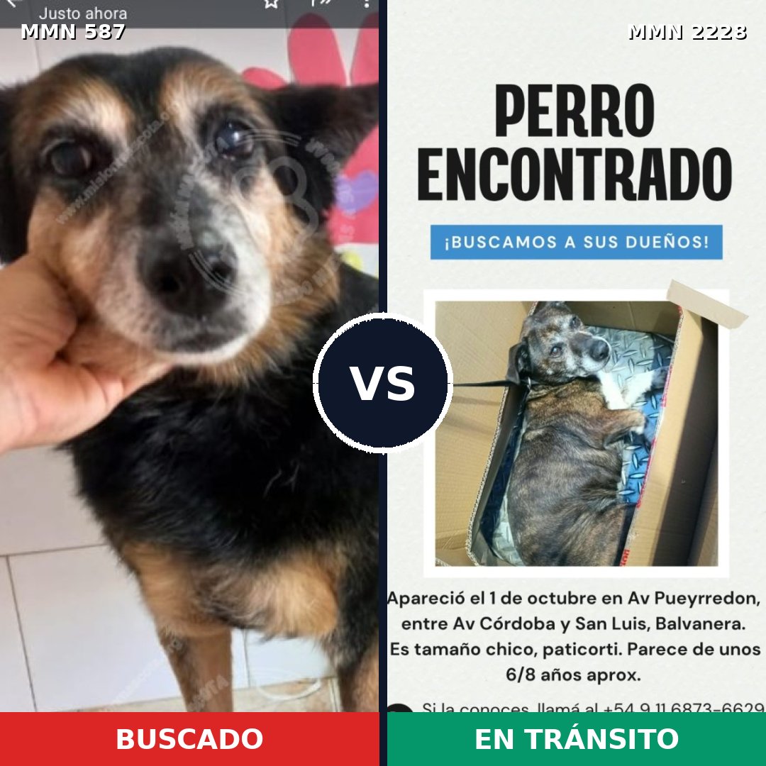 Comparativa MMS 66570: mascota perdida y mascota encontrada, 64% de similitud