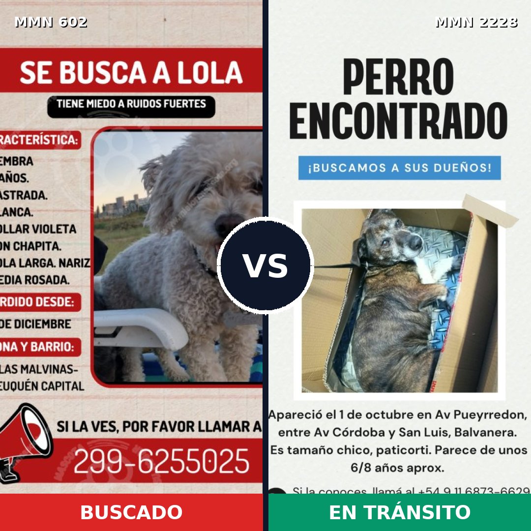 Comparativa MMS 66571: mascota perdida y mascota encontrada, 22% de similitud
