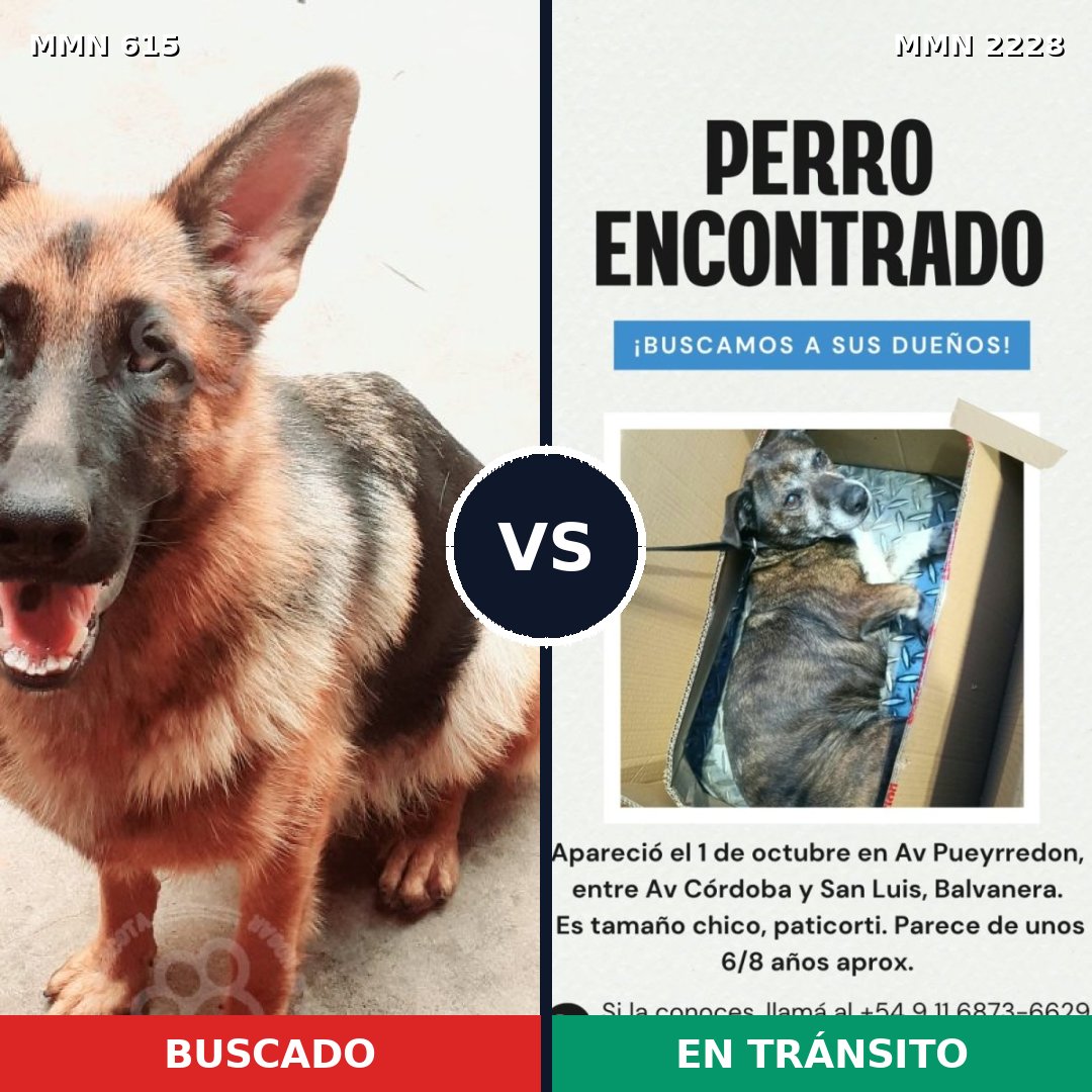 Comparativa MMS 66572: mascota perdida y mascota encontrada, 45% de similitud