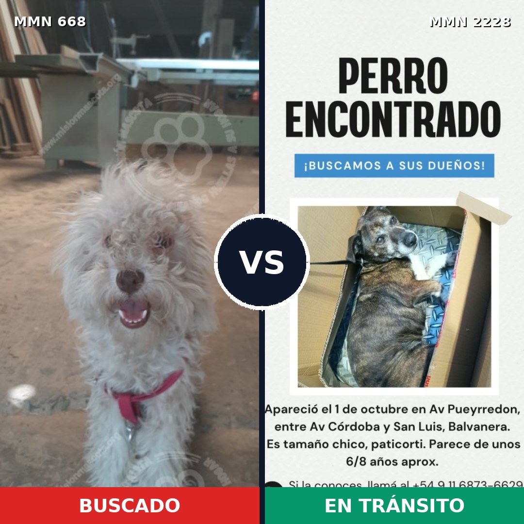 Comparativa MMS 66574: mascota perdida y mascota encontrada, 53% de similitud