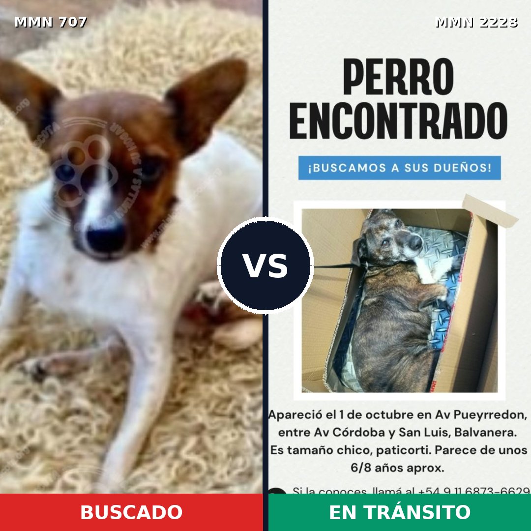 Comparativa MMS 66576: mascota perdida y mascota encontrada, 38% de similitud