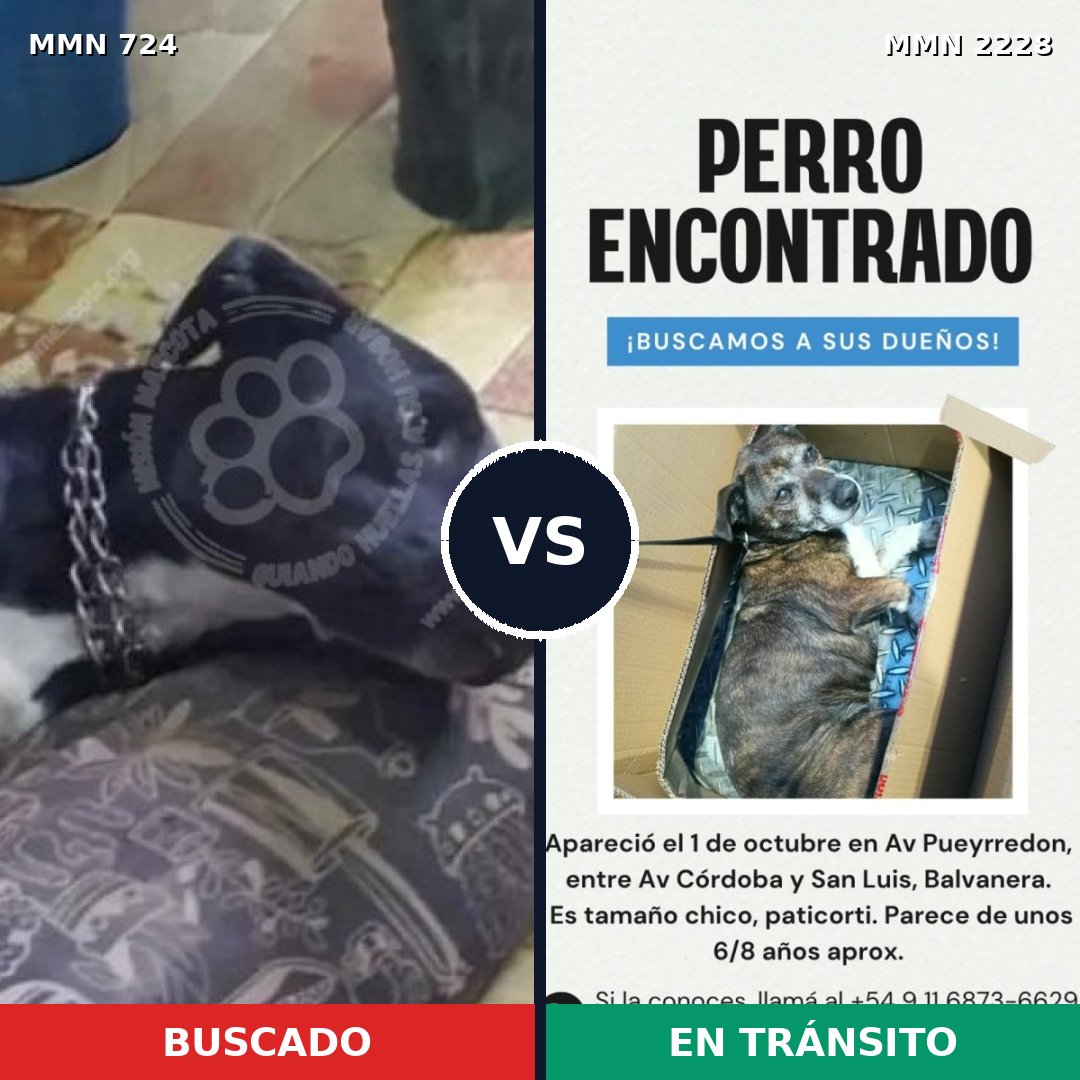 Comparativa MMS 66577: mascota perdida y mascota encontrada, 59% de similitud