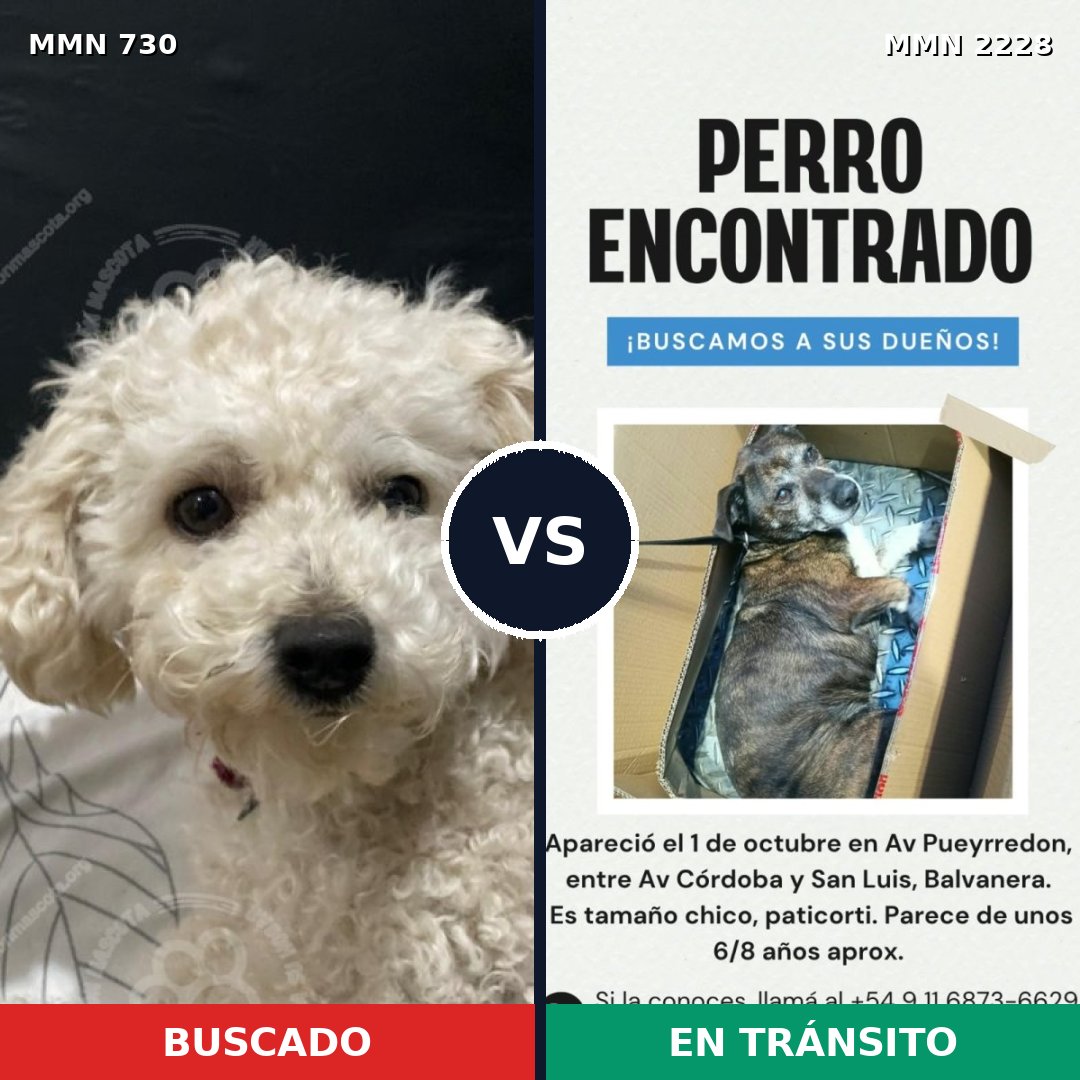 Comparativa MMS 66578: mascota perdida y mascota encontrada, 32% de similitud