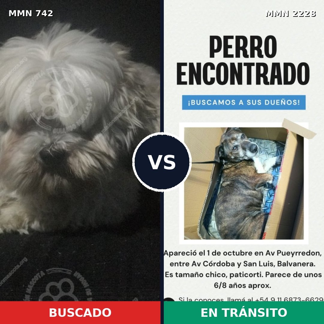 Comparativa MMS 66579: mascota perdida y mascota encontrada, 42% de similitud