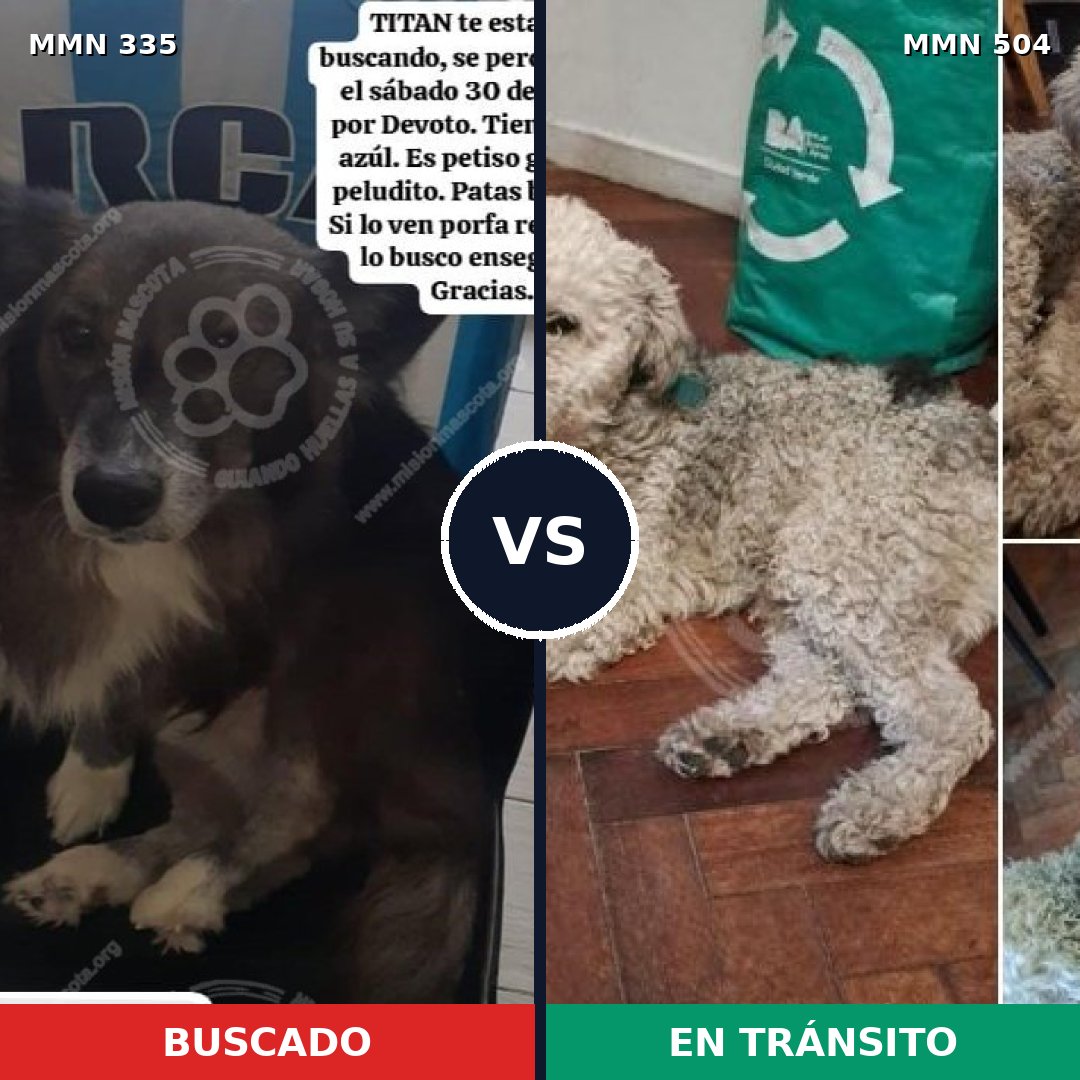 Comparativa MMS 6658: mascota perdida y mascota encontrada, 70% de similitud