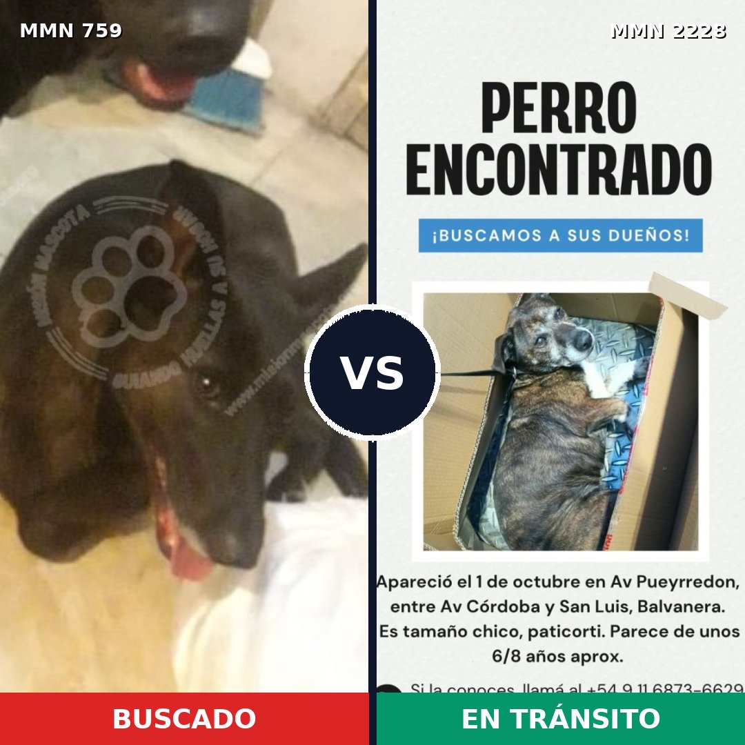 Comparativa MMS 66580: mascota perdida y mascota encontrada, 52% de similitud