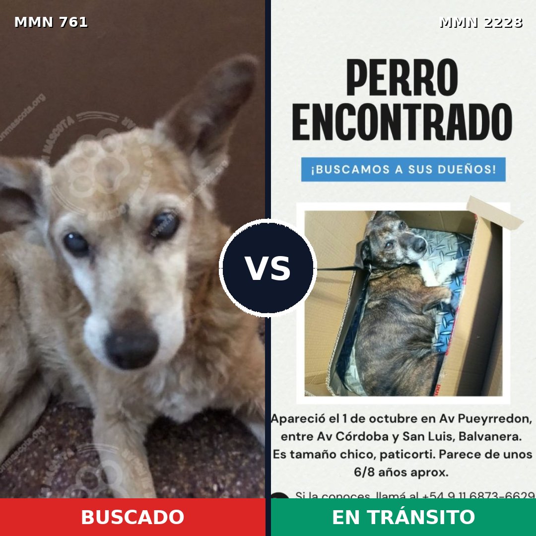 Comparativa MMS 66581: mascota perdida y mascota encontrada, 72% de similitud