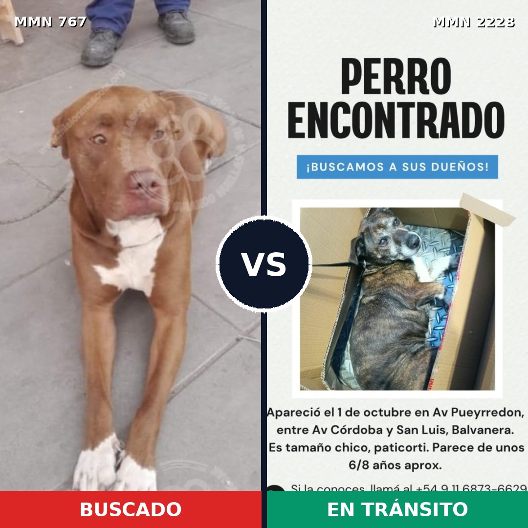 Comparativa MMS 66582: mascota perdida y mascota encontrada, 60% de similitud