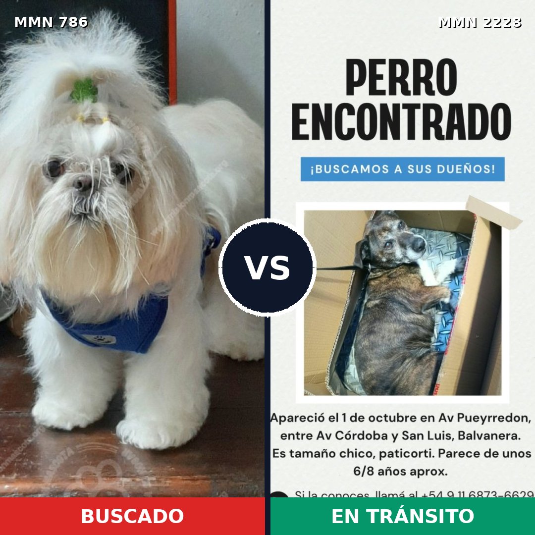 Comparativa MMS 66583: mascota perdida y mascota encontrada, 37% de similitud