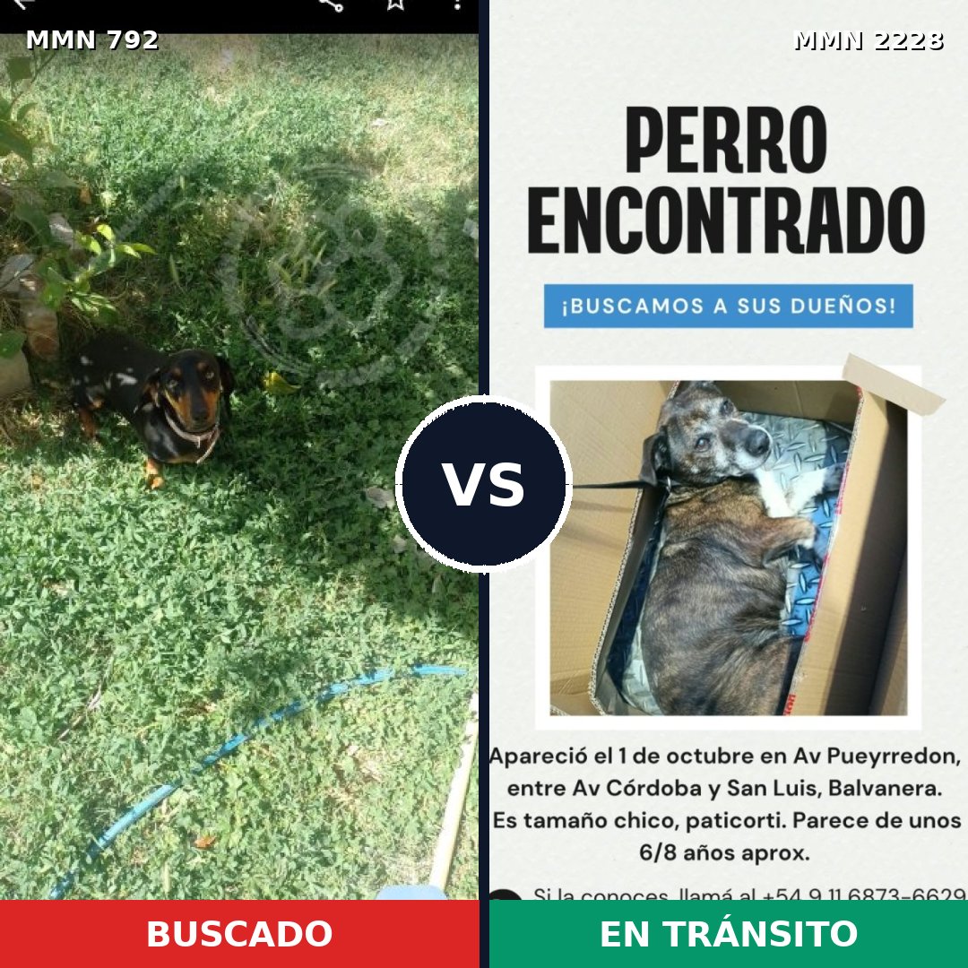 Comparativa MMS 66584: mascota perdida y mascota encontrada, 25% de similitud