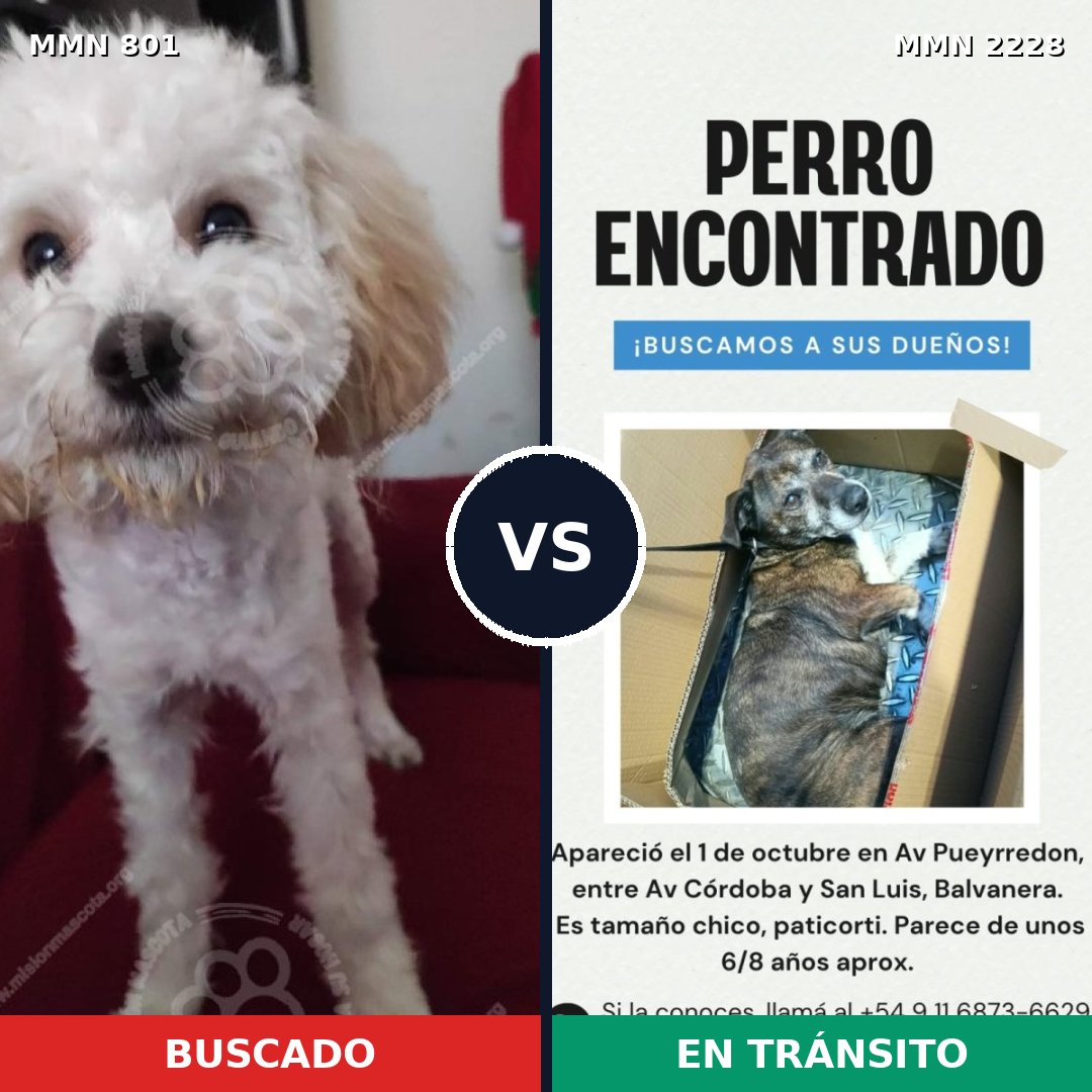 Comparativa MMS 66586: mascota perdida y mascota encontrada, 41% de similitud