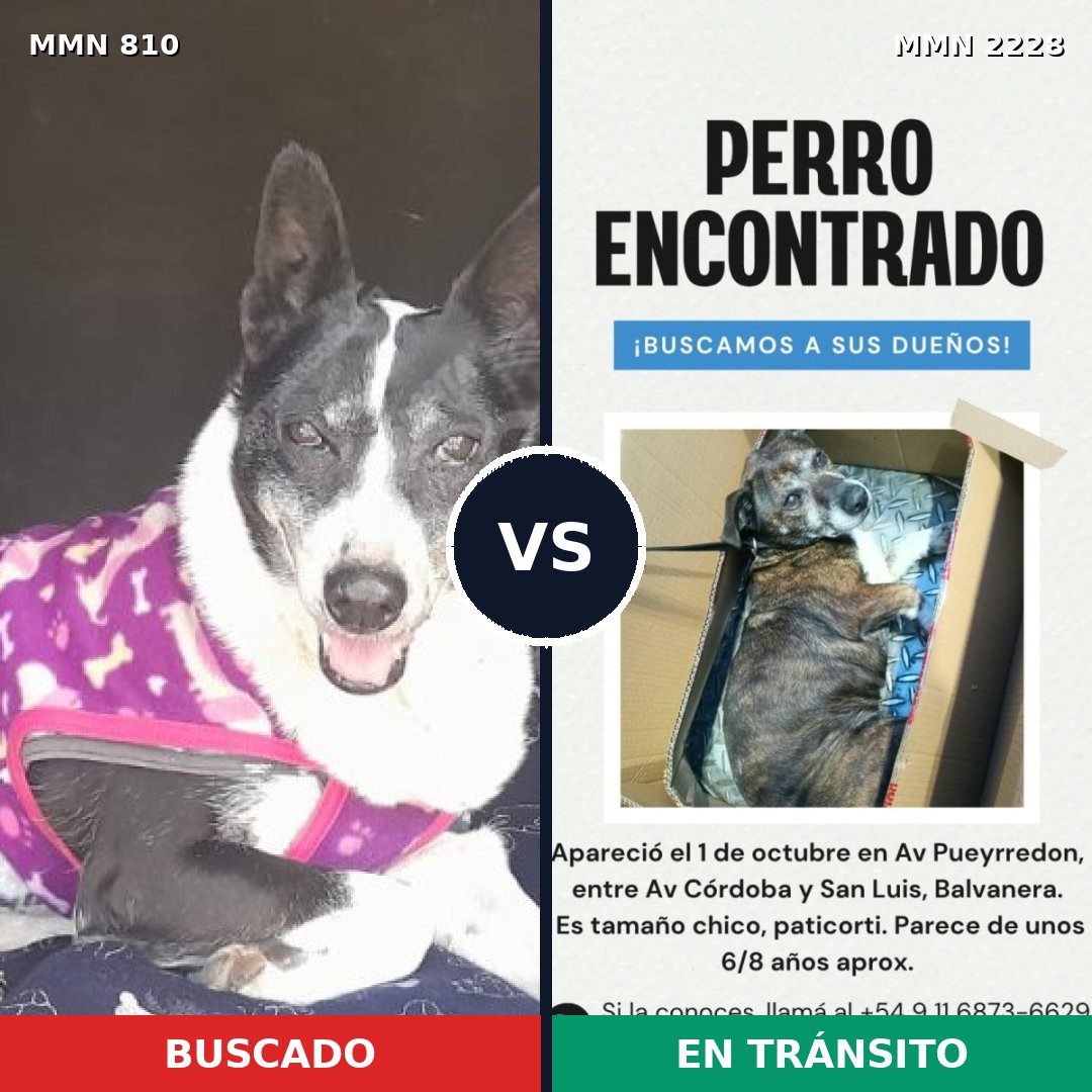 Comparativa MMS 66587: mascota perdida y mascota encontrada, 80% de similitud