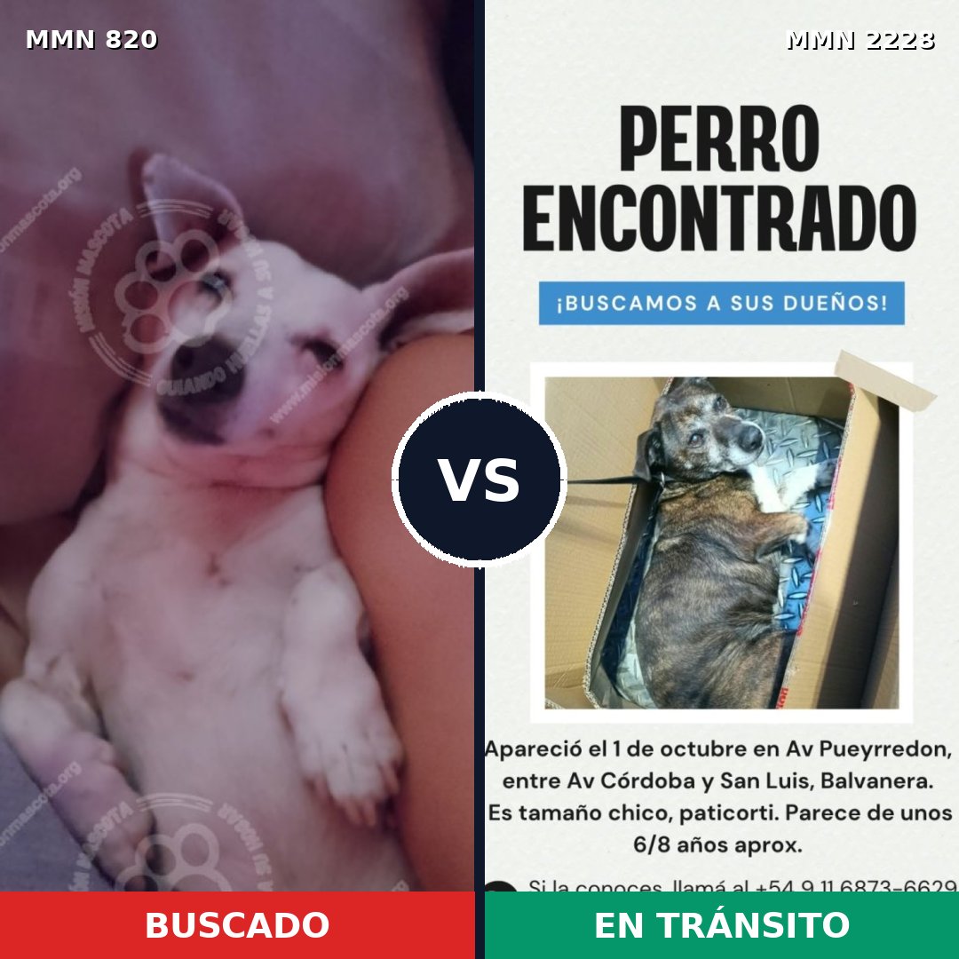 Comparativa MMS 66588: mascota perdida y mascota encontrada, 45% de similitud