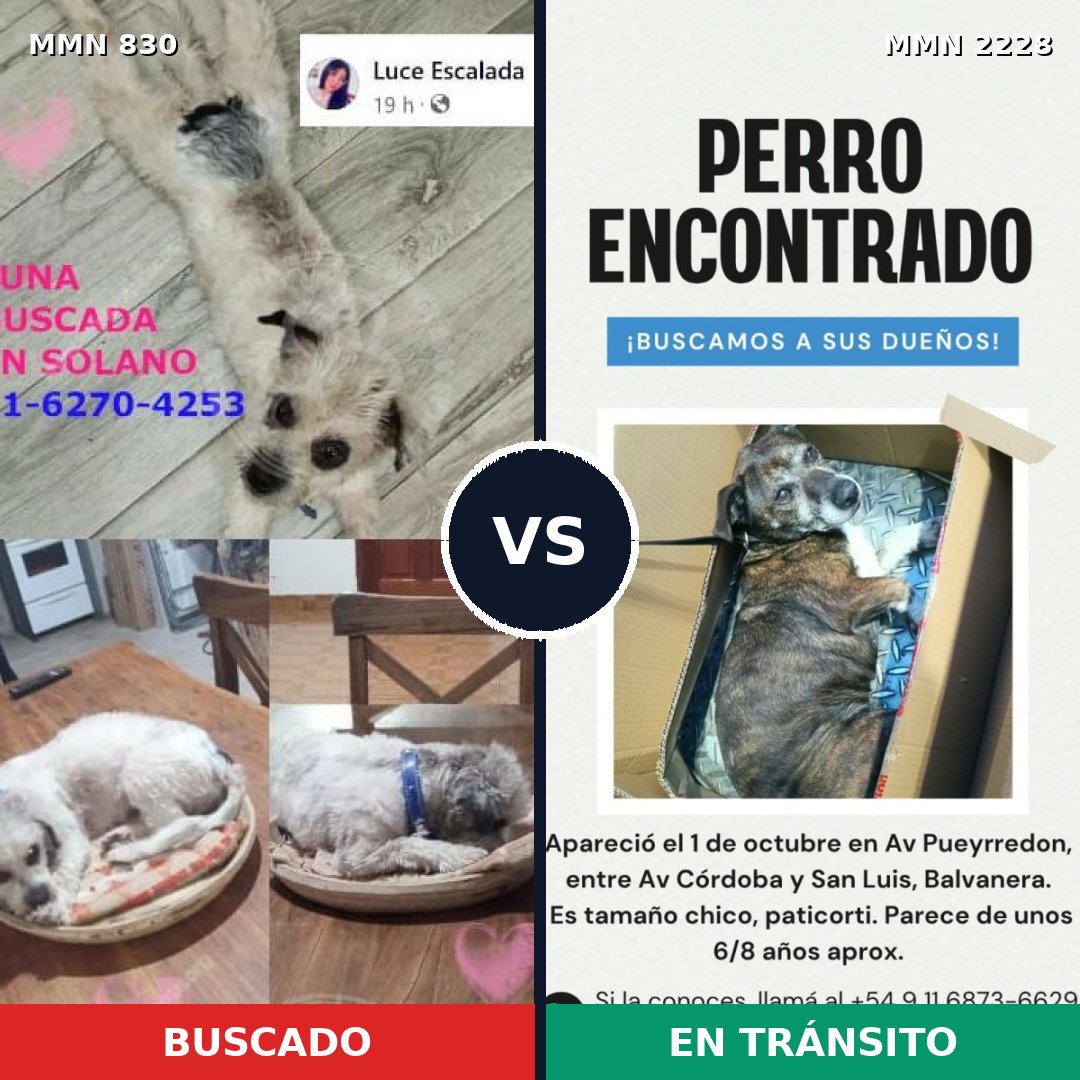 Comparativa MMS 66590: mascota perdida y mascota encontrada, 46% de similitud