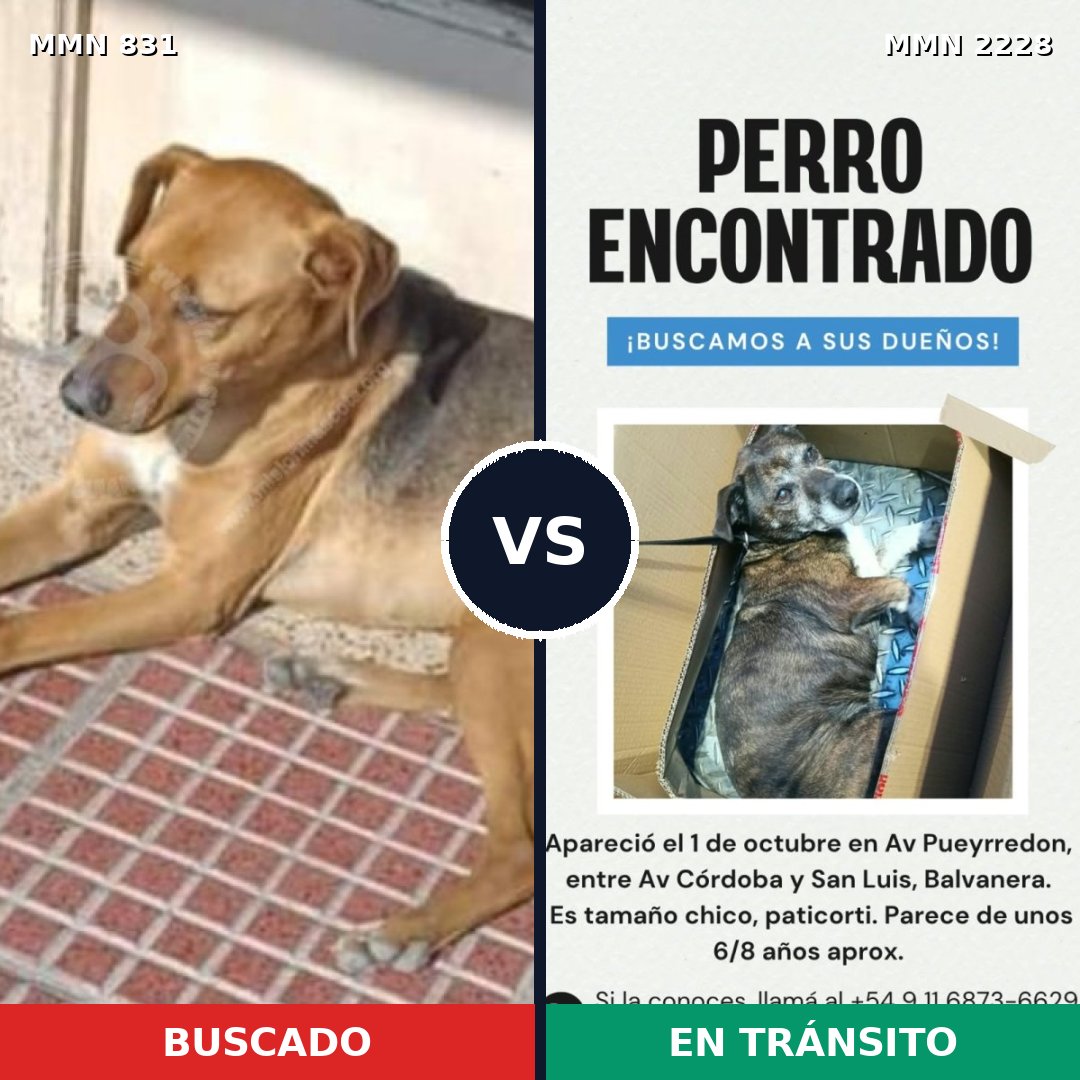 Comparativa MMS 66591: mascota perdida y mascota encontrada, 79% de similitud