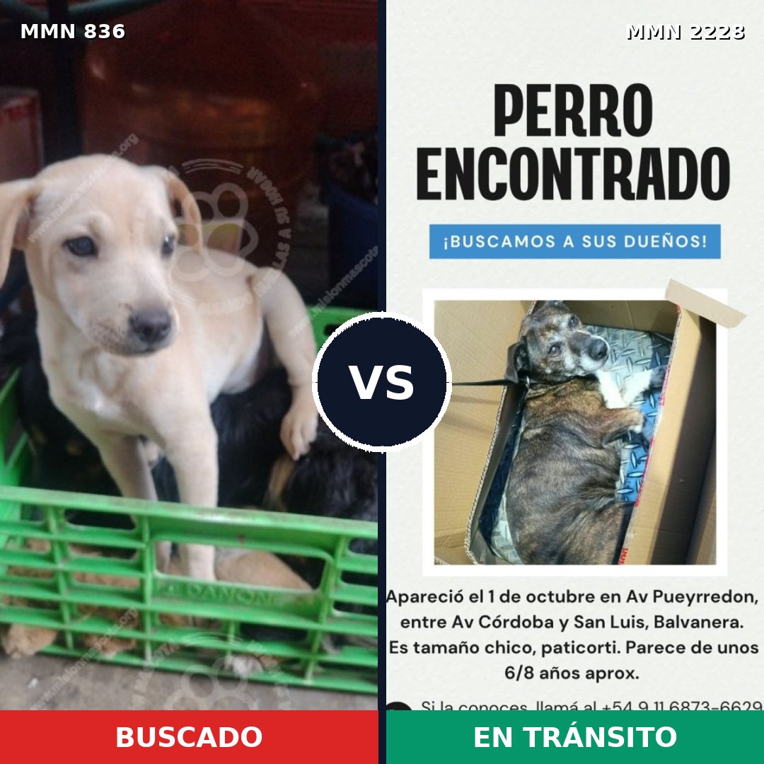 Comparativa MMS 66592: mascota perdida y mascota encontrada, 39% de similitud
