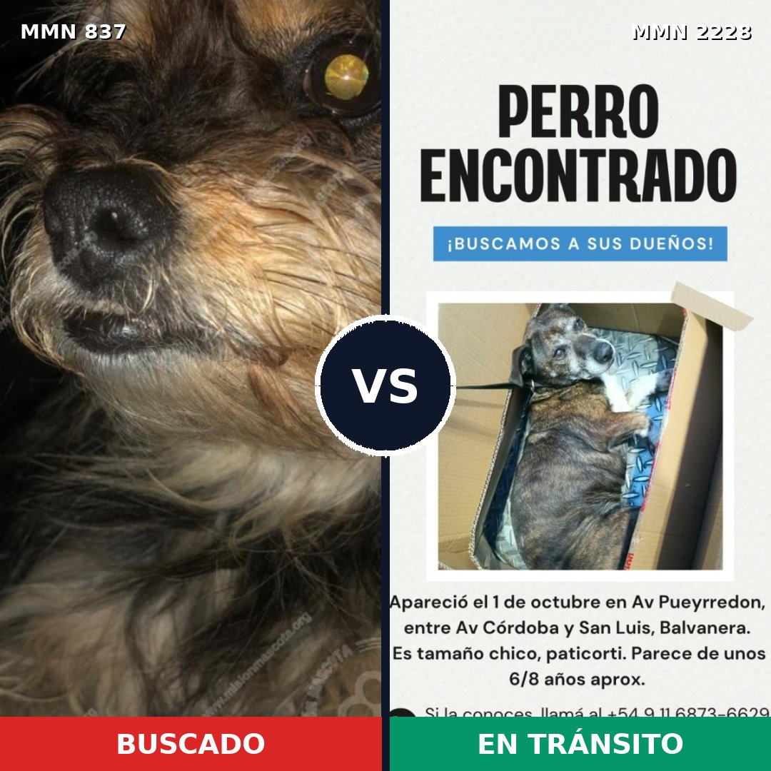 Comparativa MMS 66593: mascota perdida y mascota encontrada, 41% de similitud
