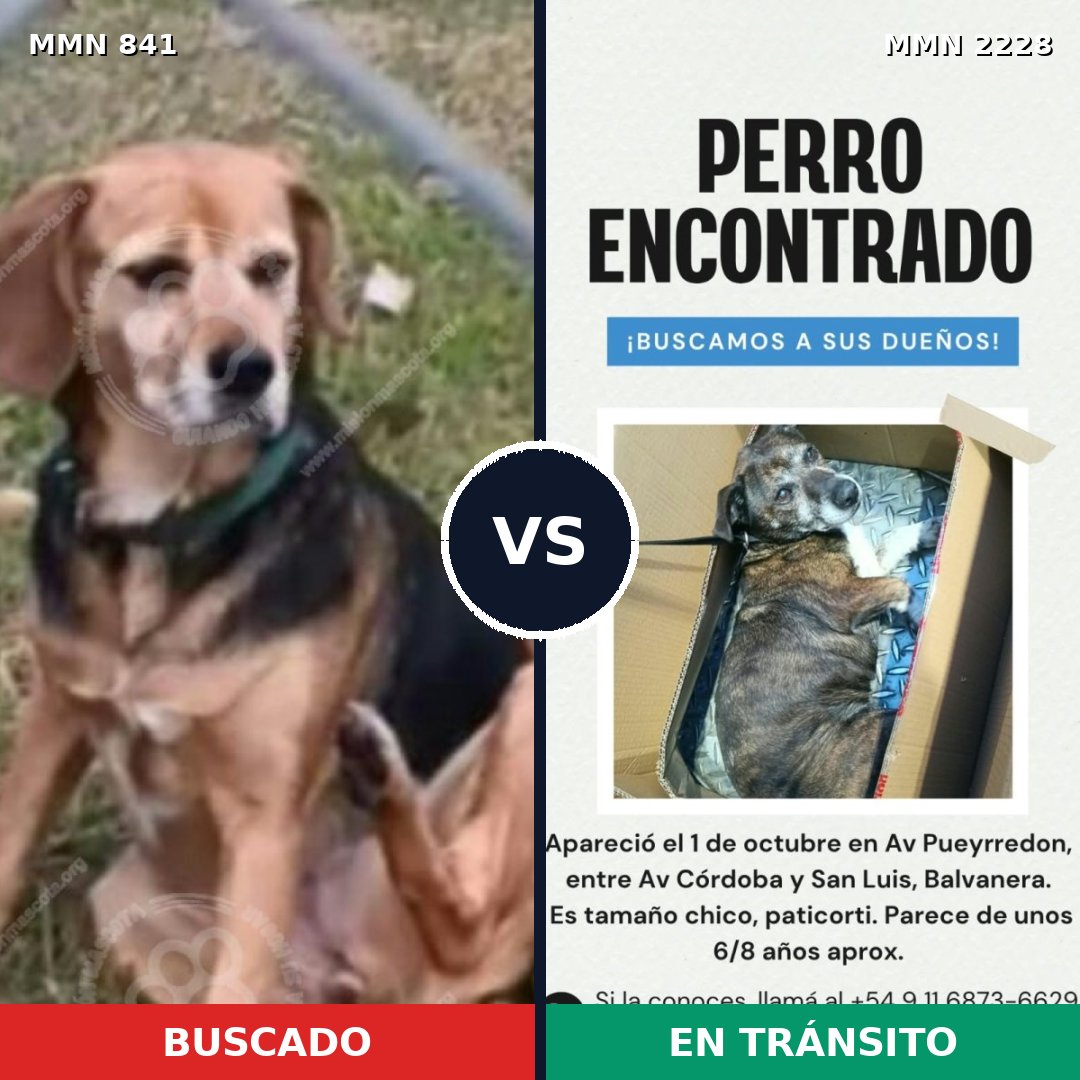 Comparativa MMS 66595: mascota perdida y mascota encontrada, 90% de similitud