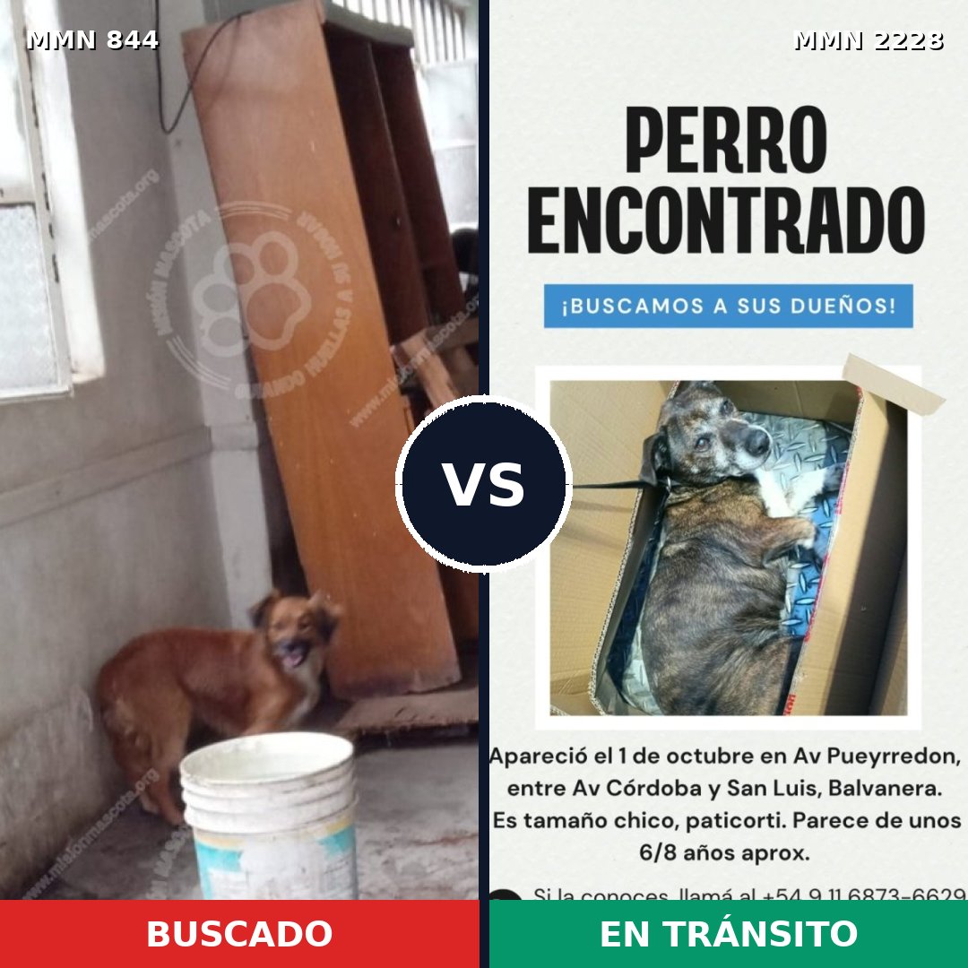 Comparativa MMS 66597: mascota perdida y mascota encontrada, 84% de similitud