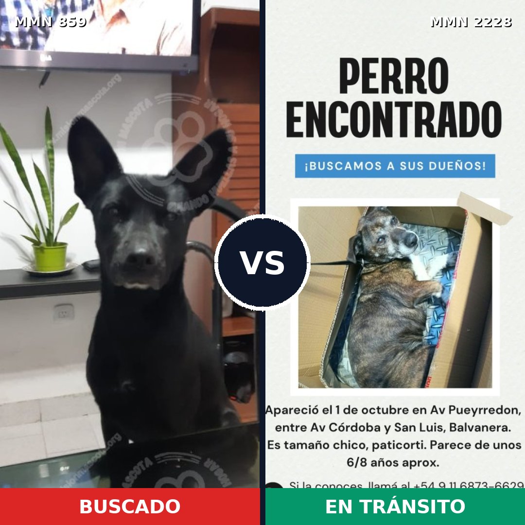Comparativa MMS 66598: mascota perdida y mascota encontrada, 80% de similitud