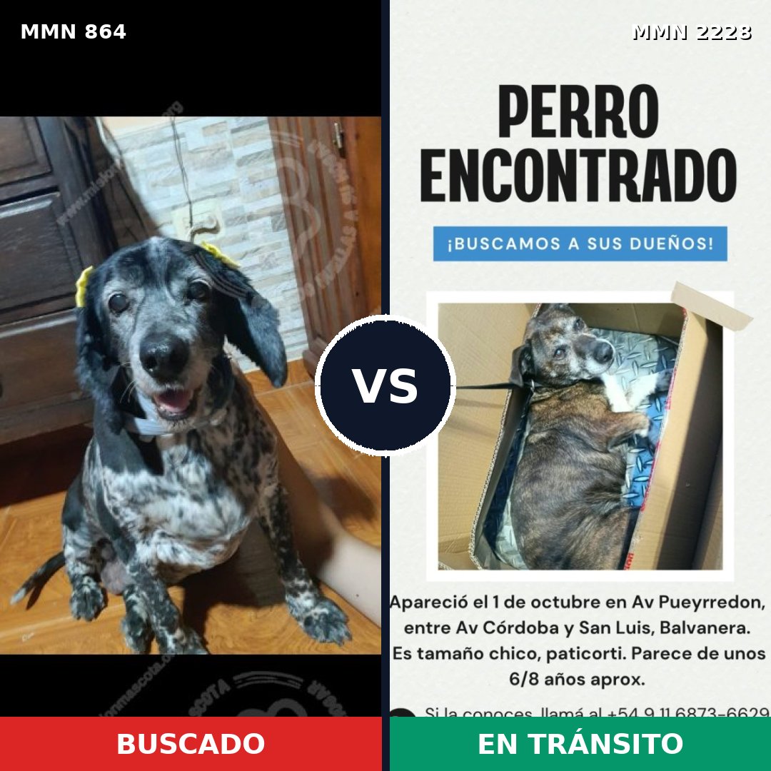 Comparativa MMS 66599: mascota perdida y mascota encontrada, 47% de similitud