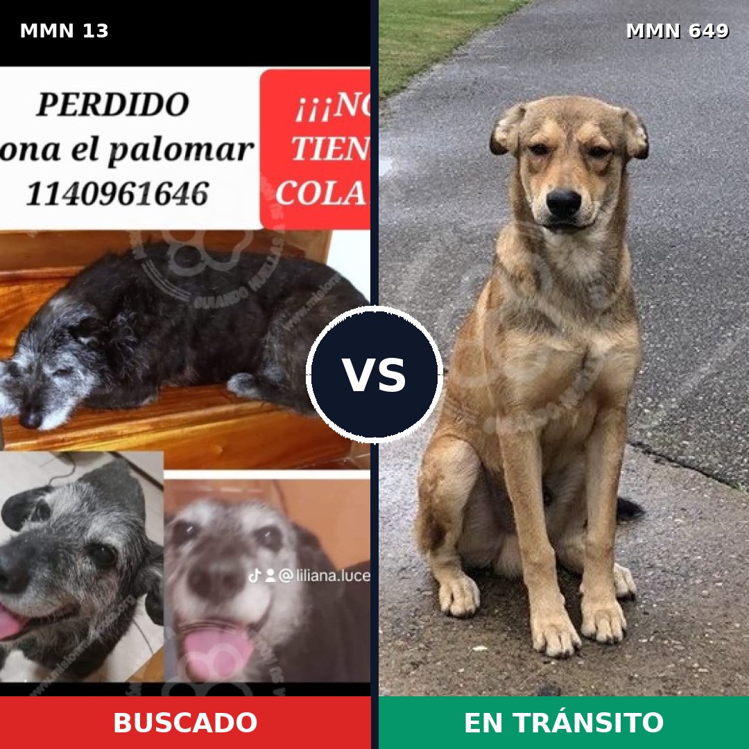 Comparativa MMS 666: mascota perdida y mascota encontrada, 27% de similitud