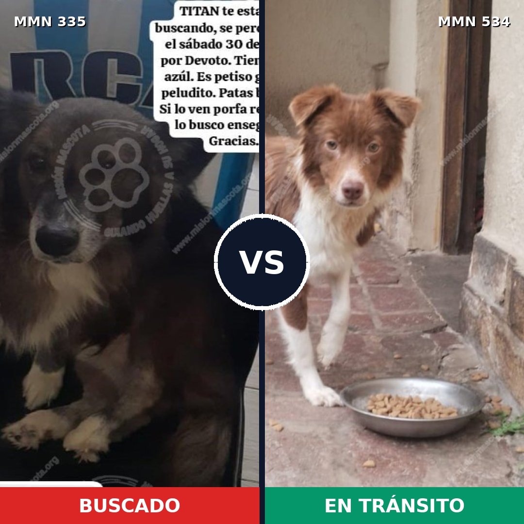 Comparativa MMS 6660: mascota perdida y mascota encontrada, 57% de similitud