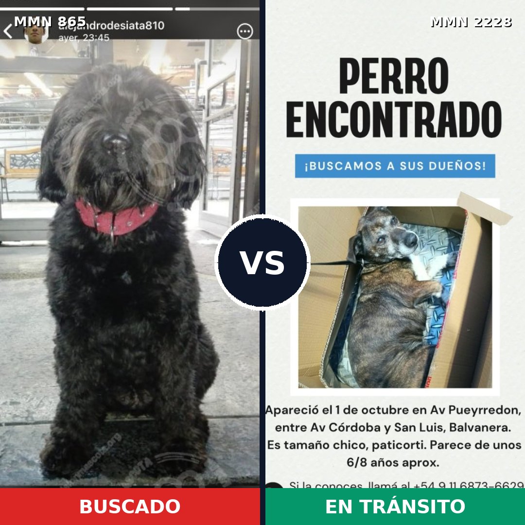 Comparativa MMS 66600: mascota perdida y mascota encontrada, 51% de similitud