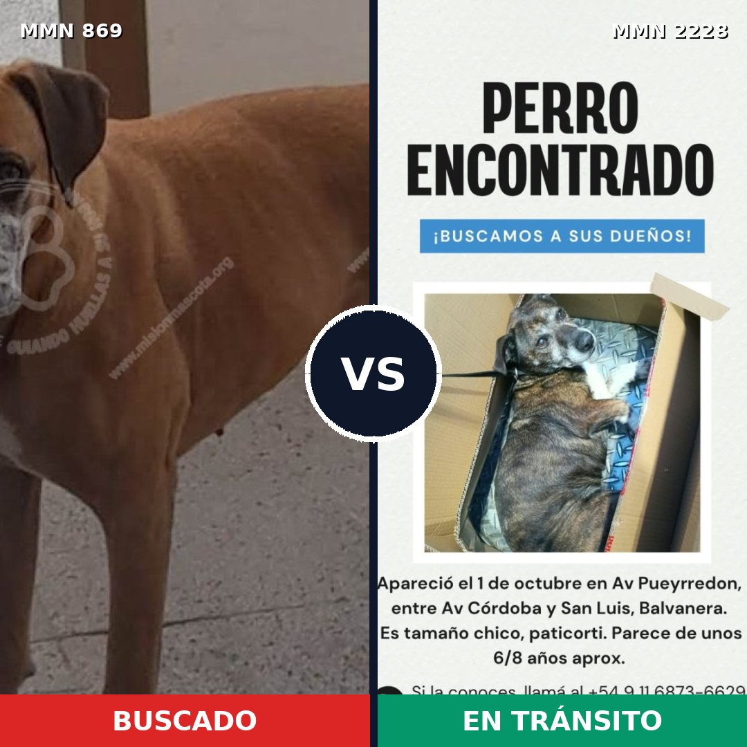 Comparativa MMS 66601: mascota perdida y mascota encontrada, 52% de similitud