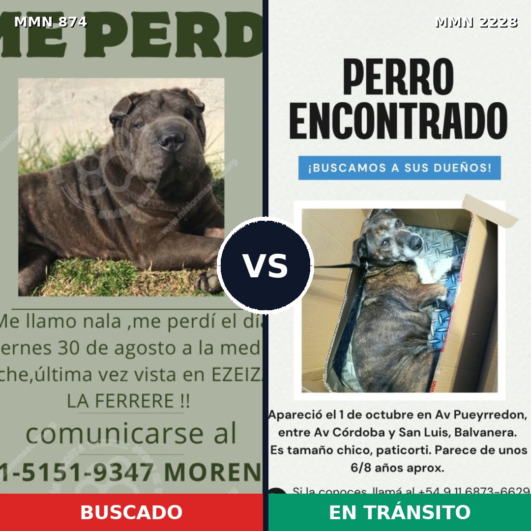 Comparativa MMS 66602: mascota perdida y mascota encontrada, 51% de similitud