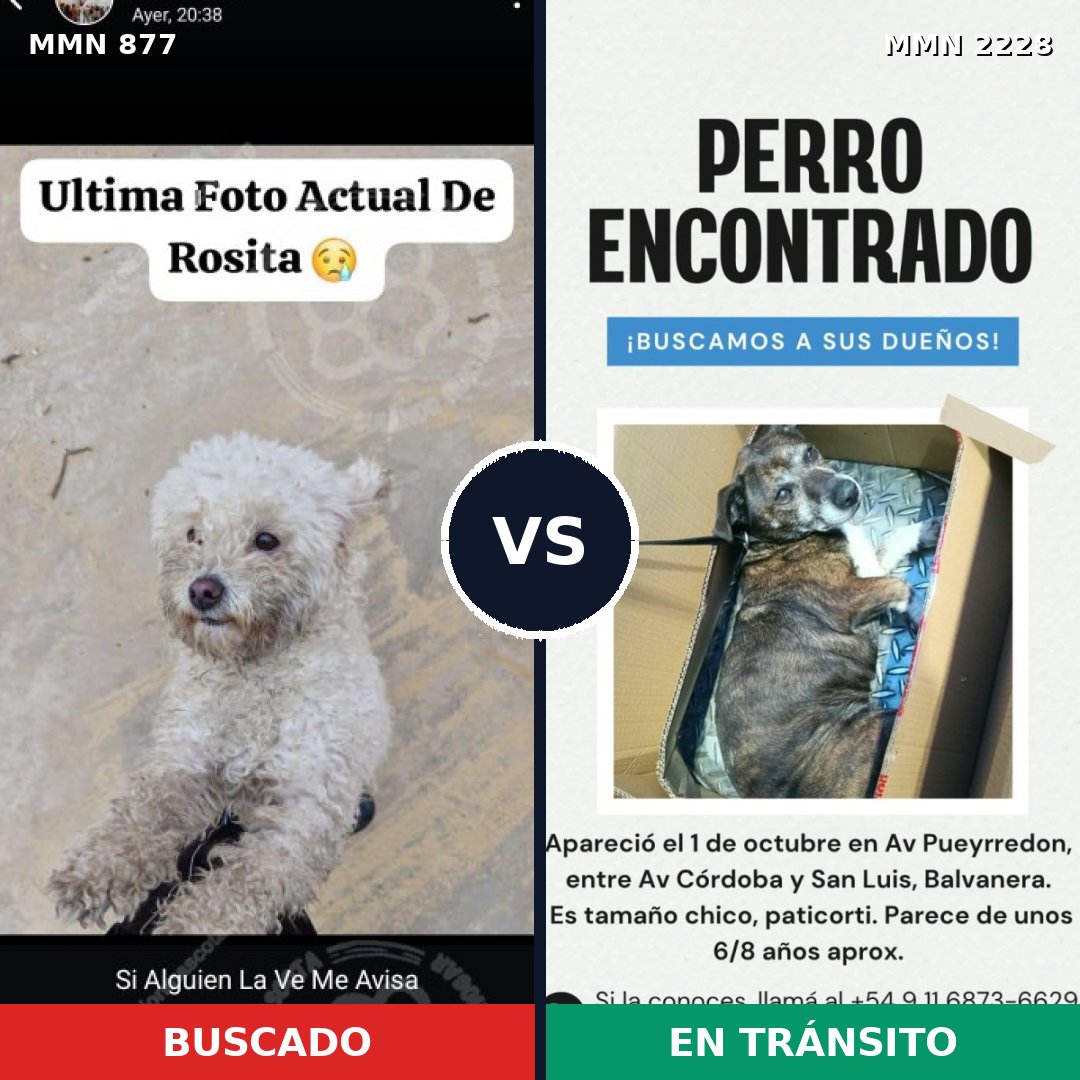 Comparativa MMS 66603: mascota perdida y mascota encontrada, 42% de similitud