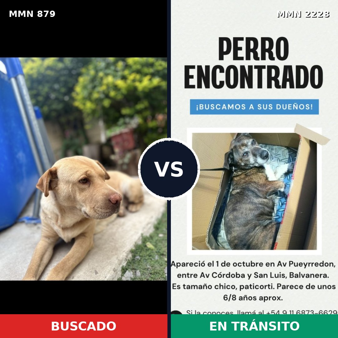 Comparativa MMS 66604: mascota perdida y mascota encontrada, 50% de similitud