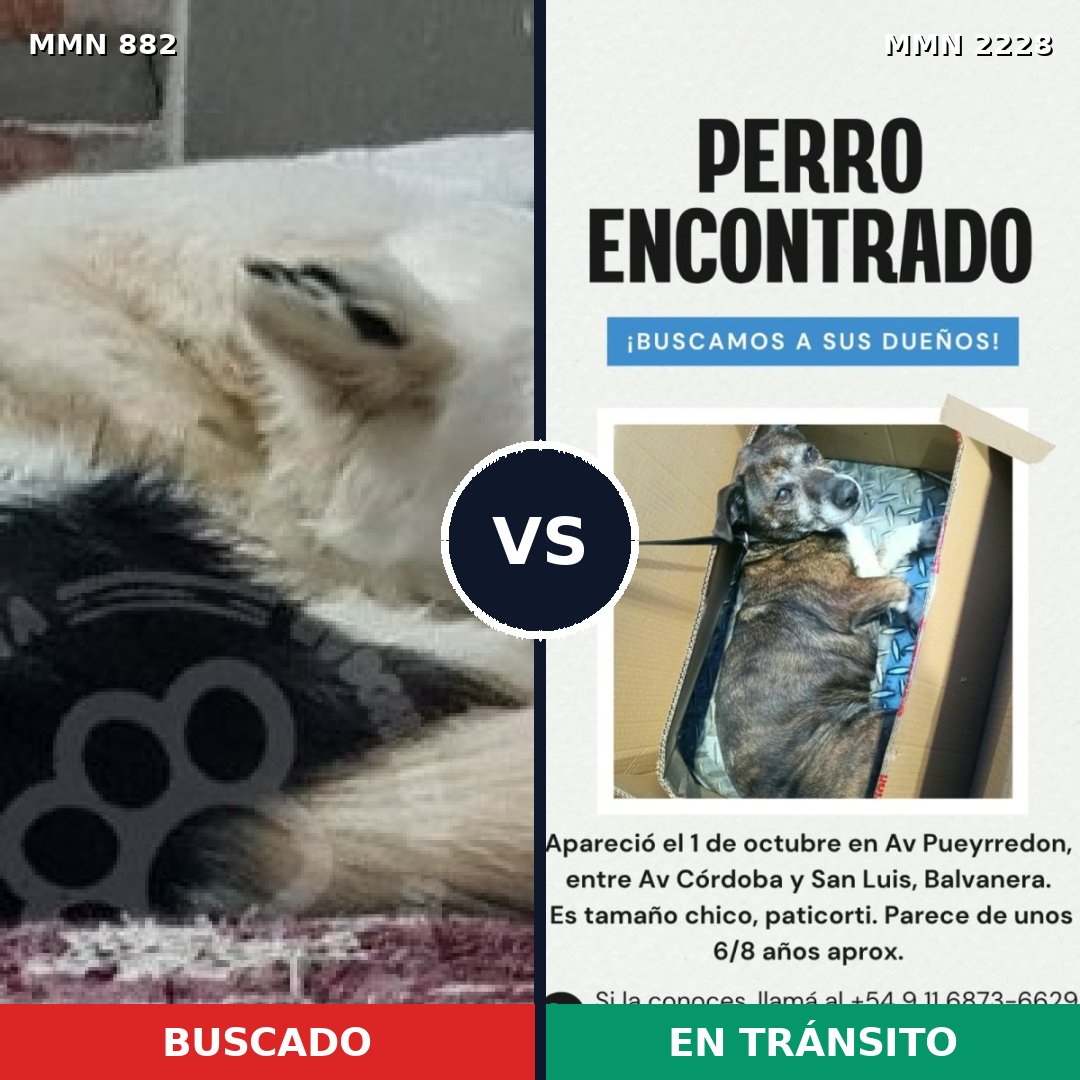Comparativa MMS 66605: mascota perdida y mascota encontrada, 49% de similitud