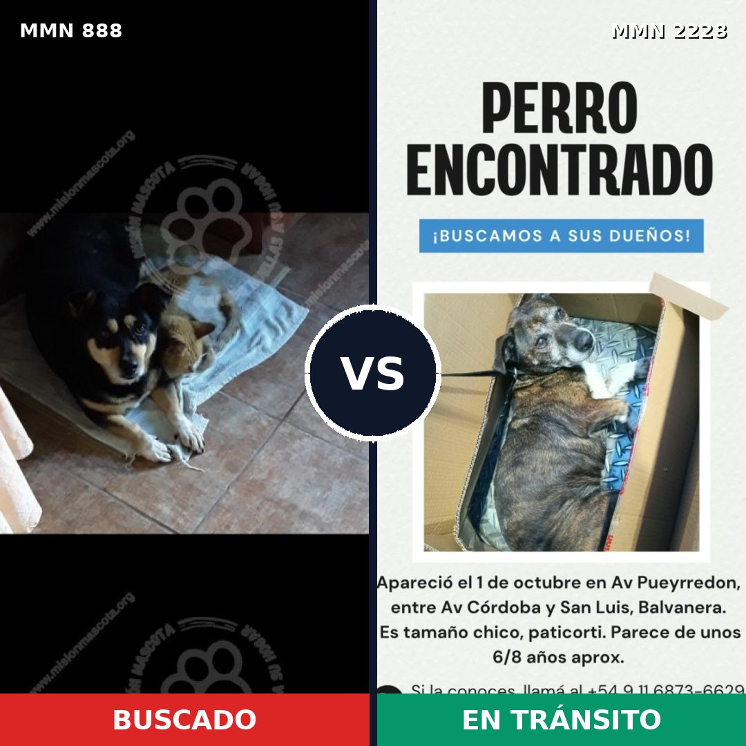 Comparativa MMS 66606: mascota perdida y mascota encontrada, 82% de similitud