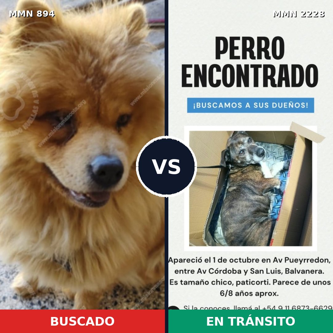 Comparativa MMS 66608: mascota perdida y mascota encontrada, 38% de similitud