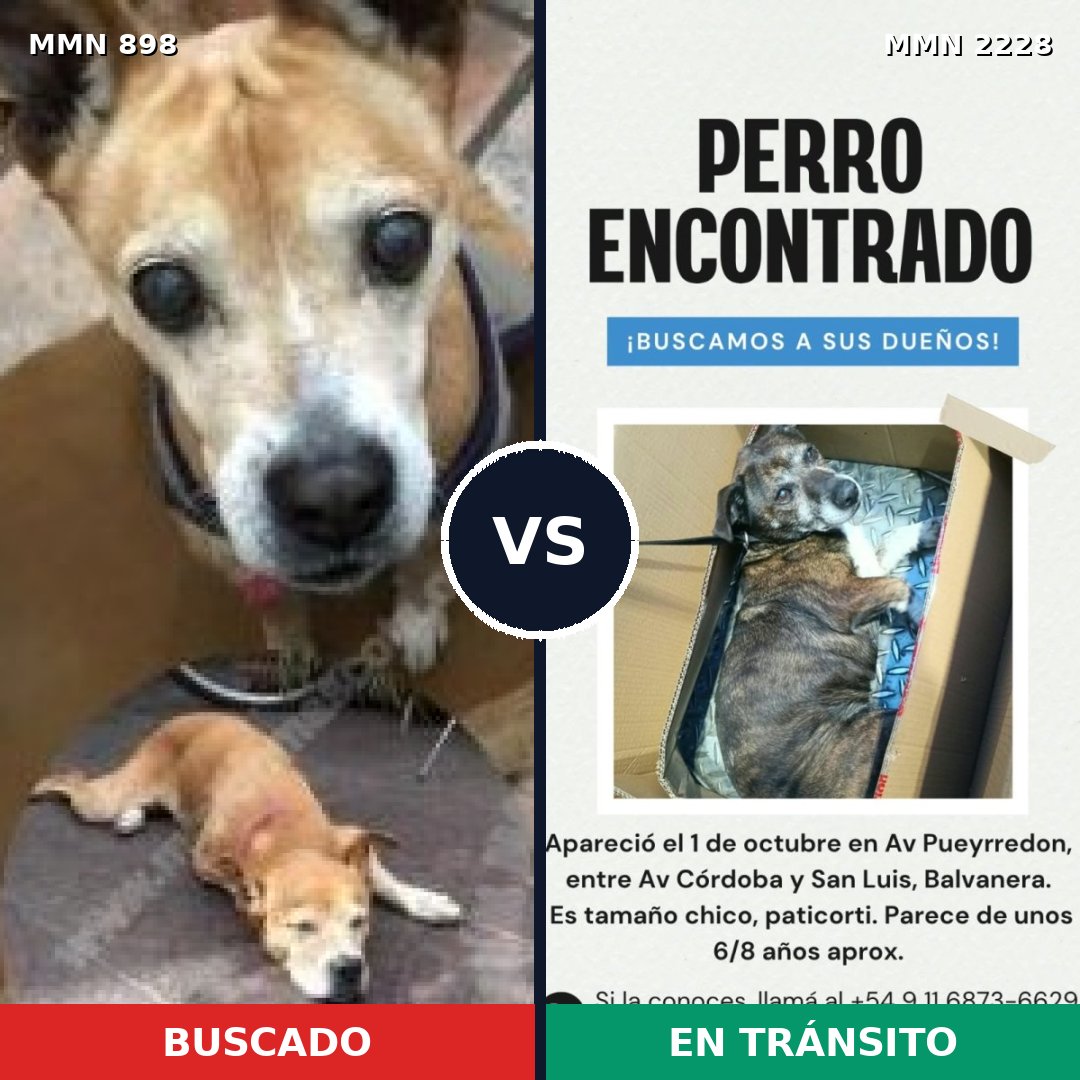 Comparativa MMS 66609: mascota perdida y mascota encontrada, 52% de similitud