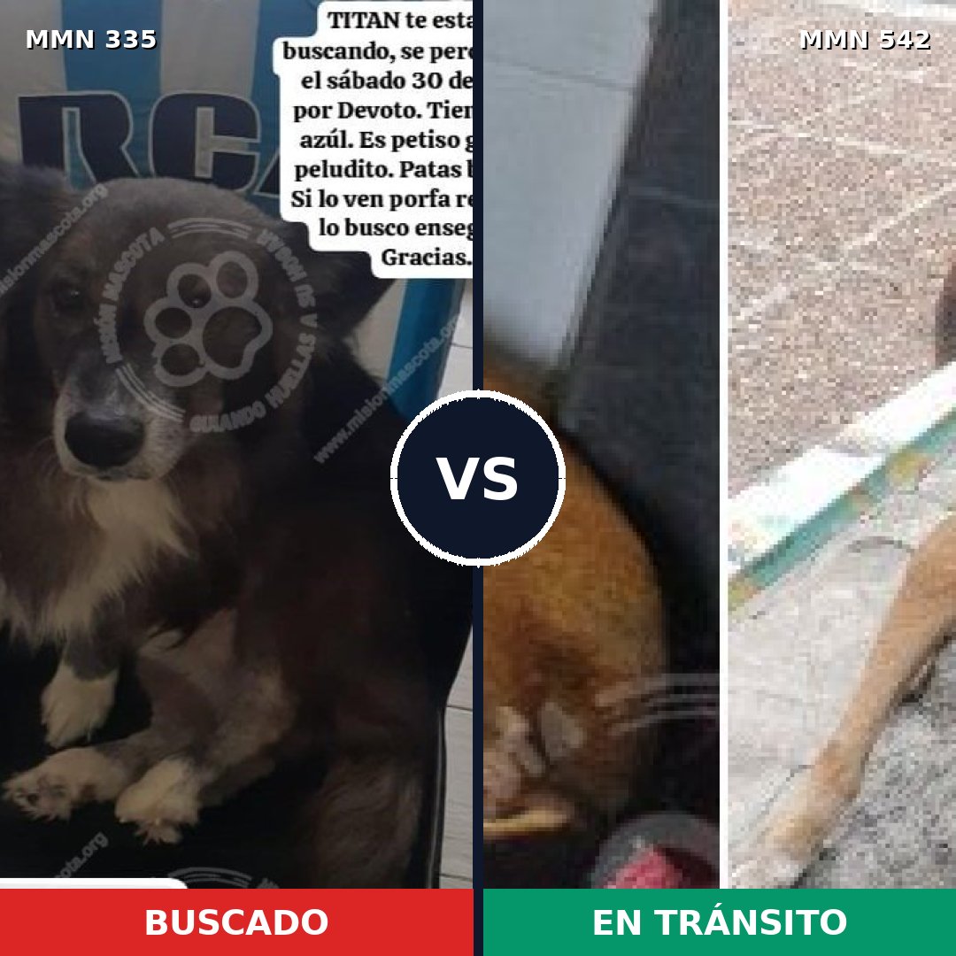 Comparativa MMS 6661: mascota perdida y mascota encontrada, 34% de similitud
