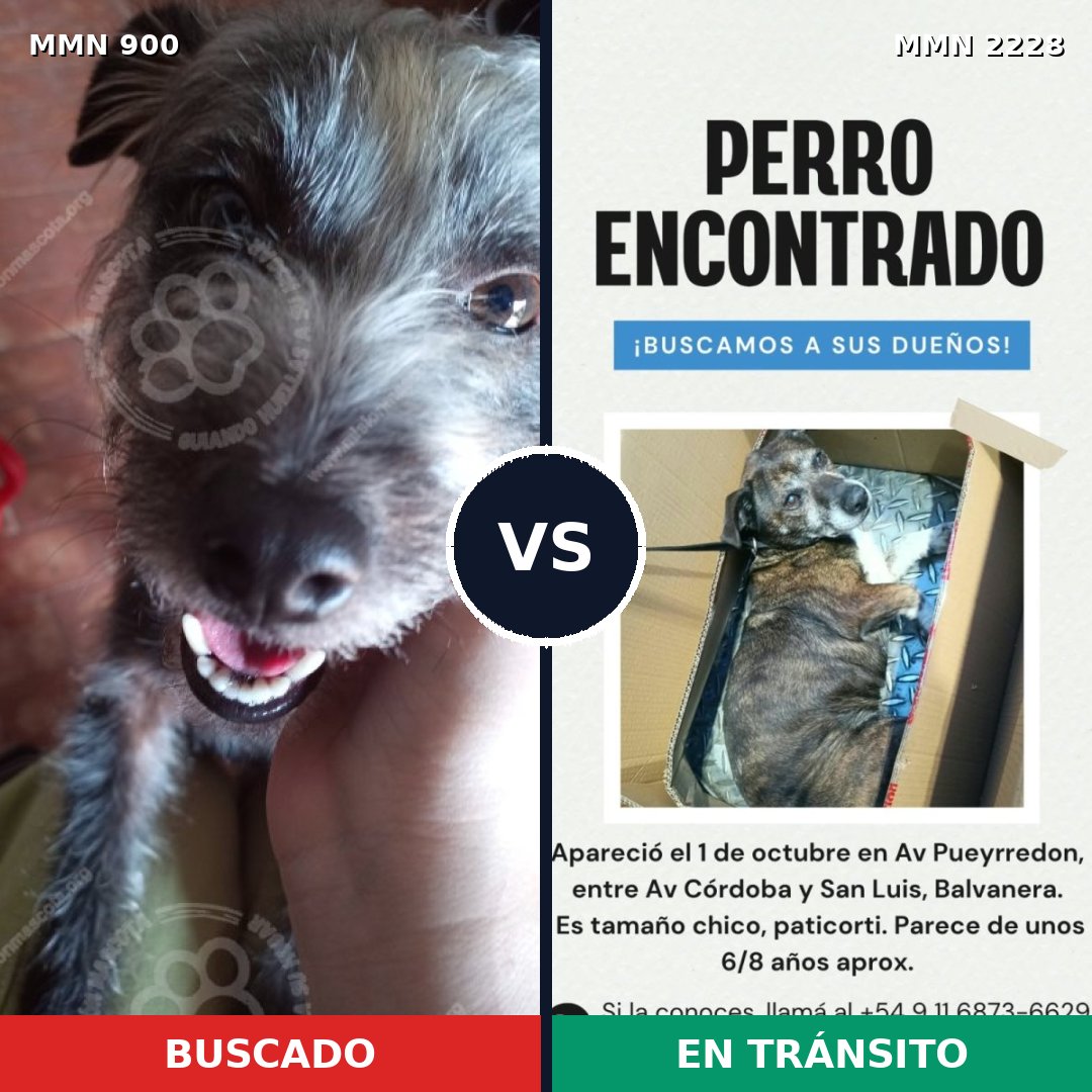 Comparativa MMS 66610: mascota perdida y mascota encontrada, 42% de similitud