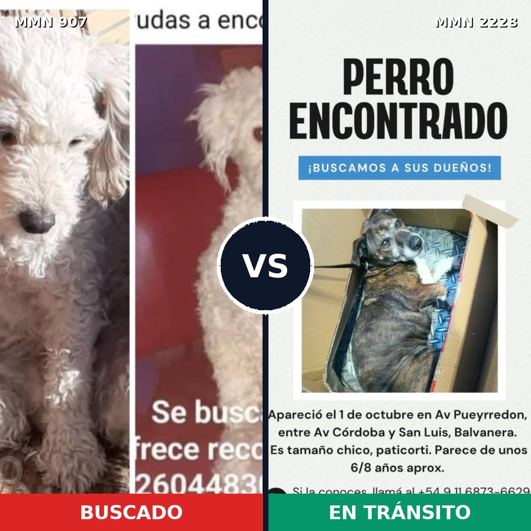 Comparativa MMS 66611: mascota perdida y mascota encontrada, 35% de similitud