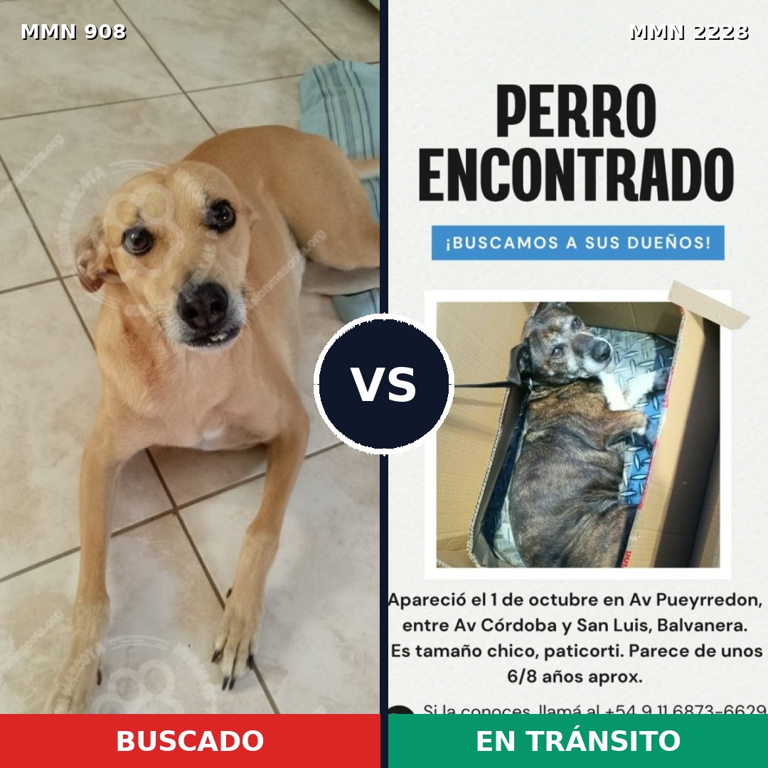 Comparativa MMS 66612: mascota perdida y mascota encontrada, 38% de similitud