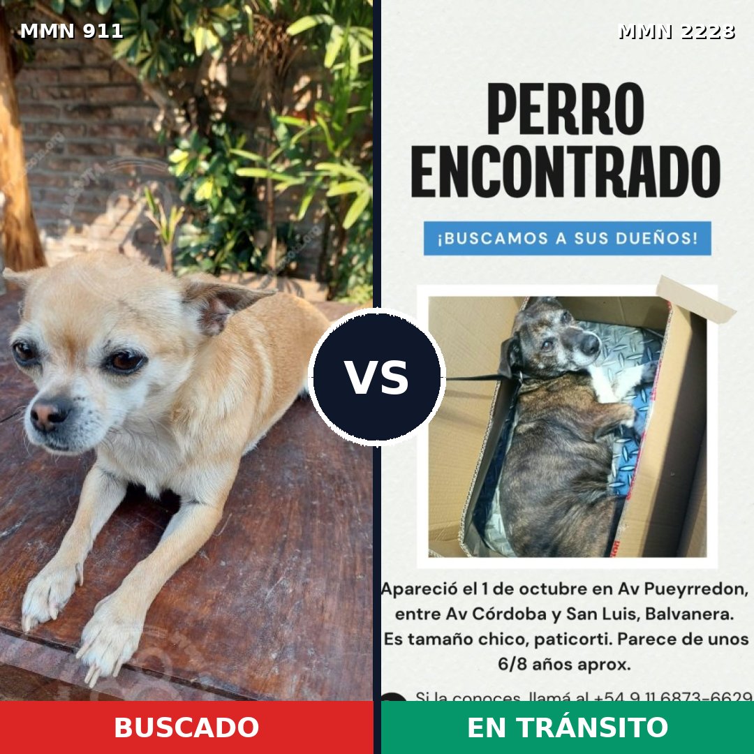 Comparativa MMS 66613: mascota perdida y mascota encontrada, 40% de similitud