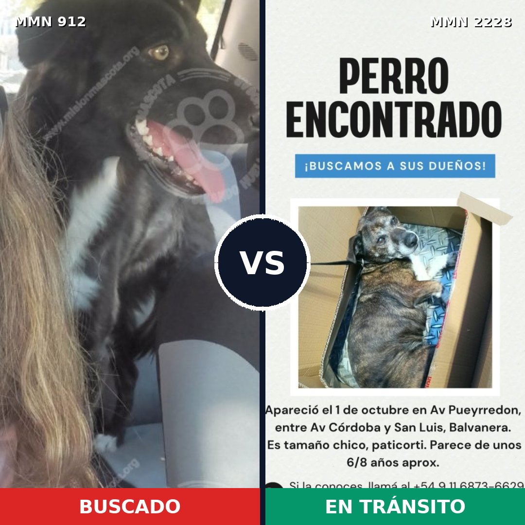 Comparativa MMS 66614: mascota perdida y mascota encontrada, 56% de similitud