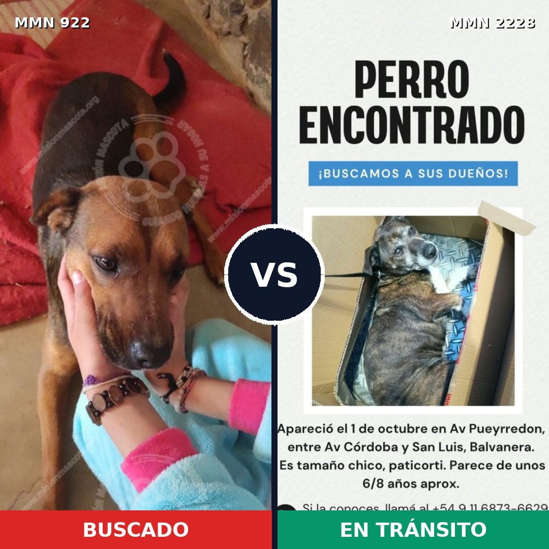 Comparativa MMS 66615: mascota perdida y mascota encontrada, 50% de similitud
