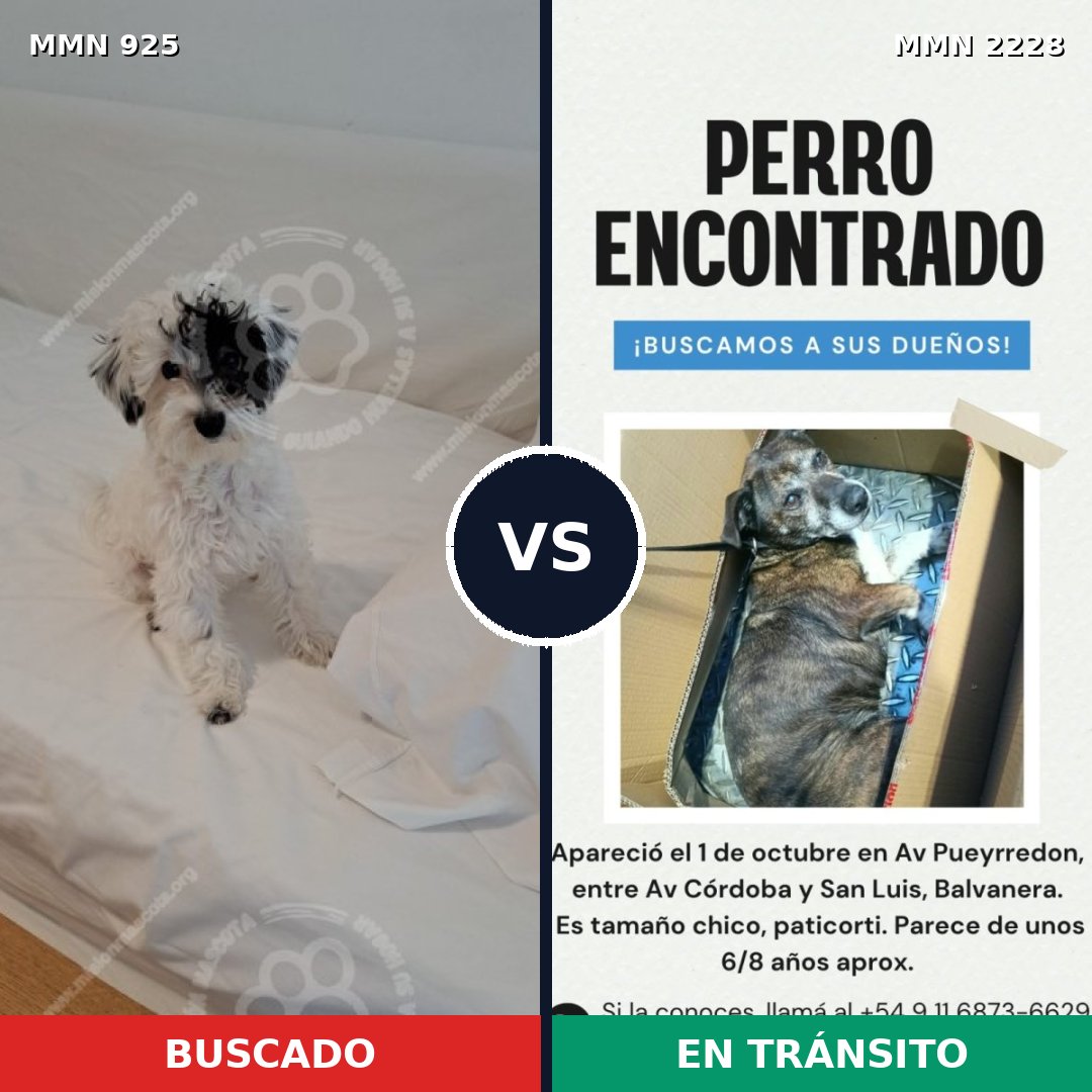 Comparativa MMS 66616: mascota perdida y mascota encontrada, 48% de similitud