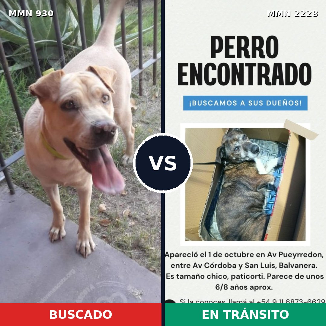 Comparativa MMS 66617: mascota perdida y mascota encontrada, 38% de similitud